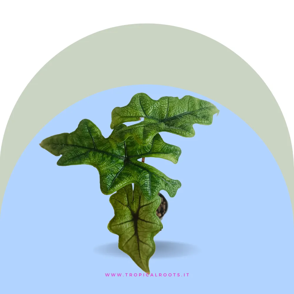 Alocasia Jacklin