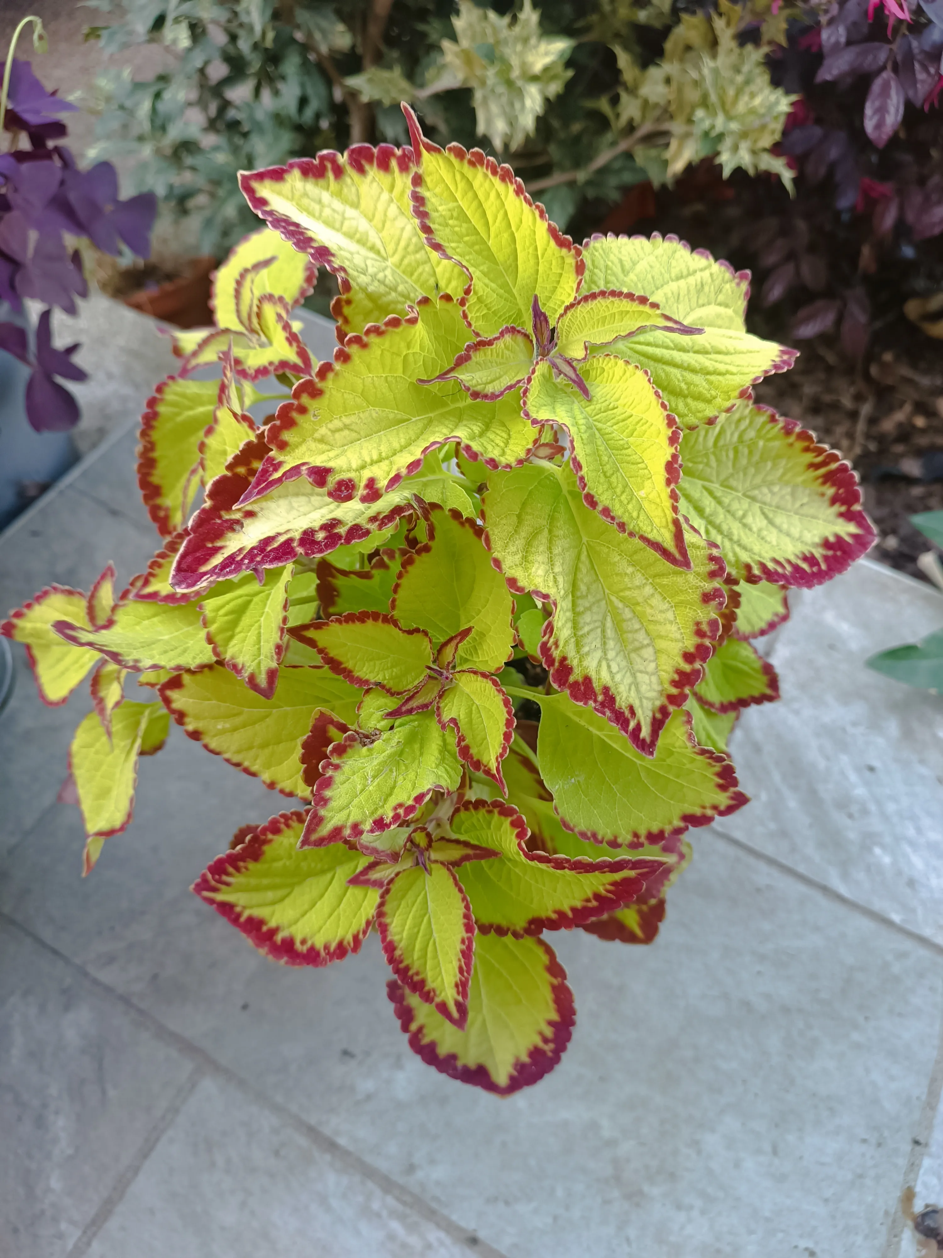 Coleus Green Red velvet