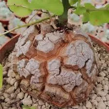Dioscorea elephantipes