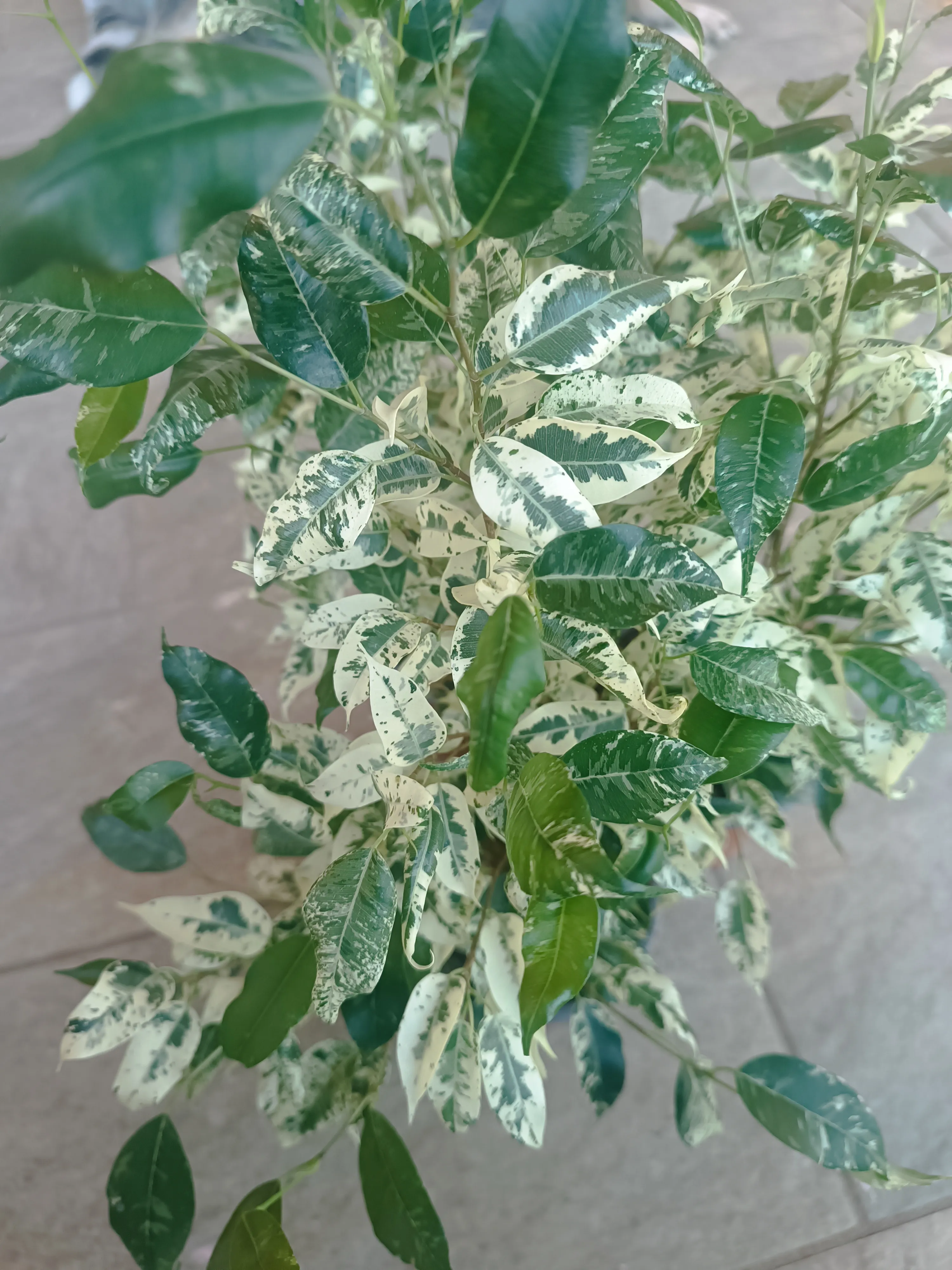 Ficus Aspera