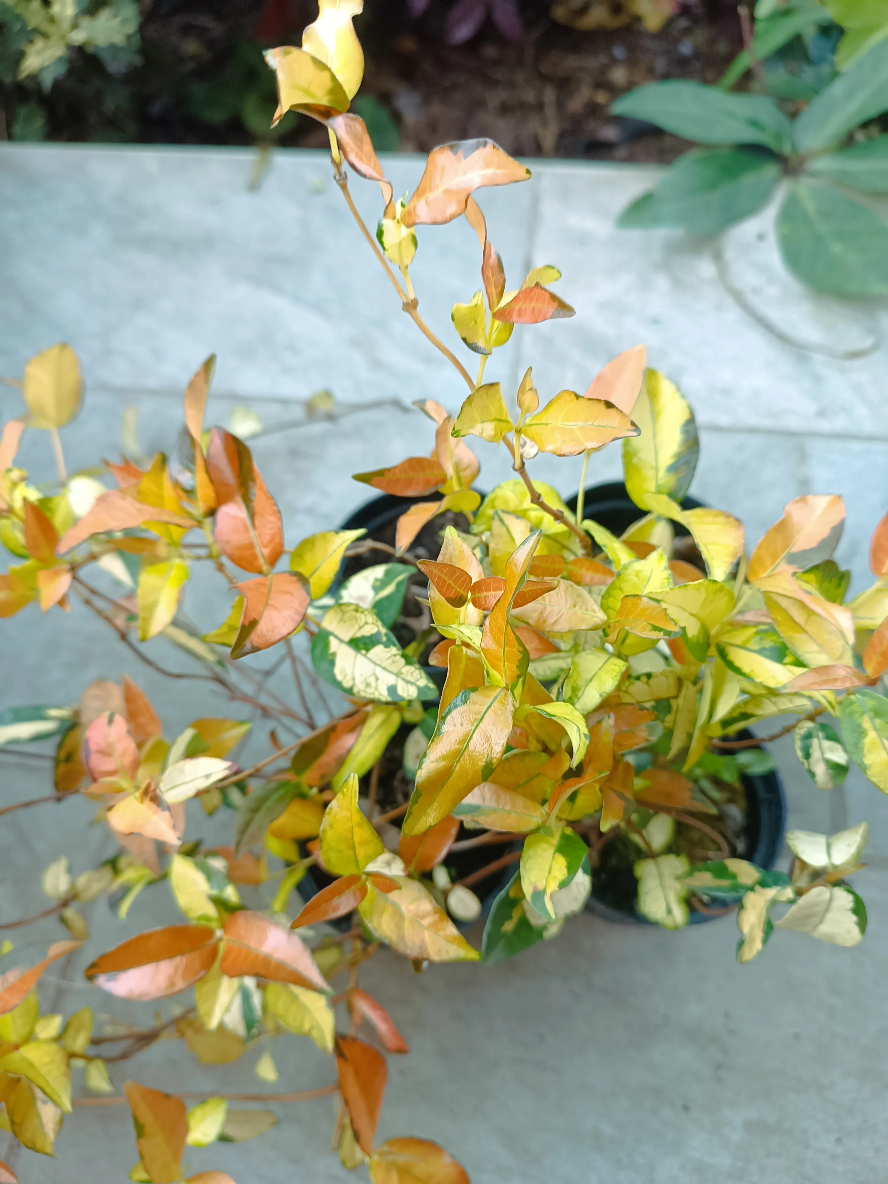 Trachelospermum asiaticum sunset - falso gelsomino