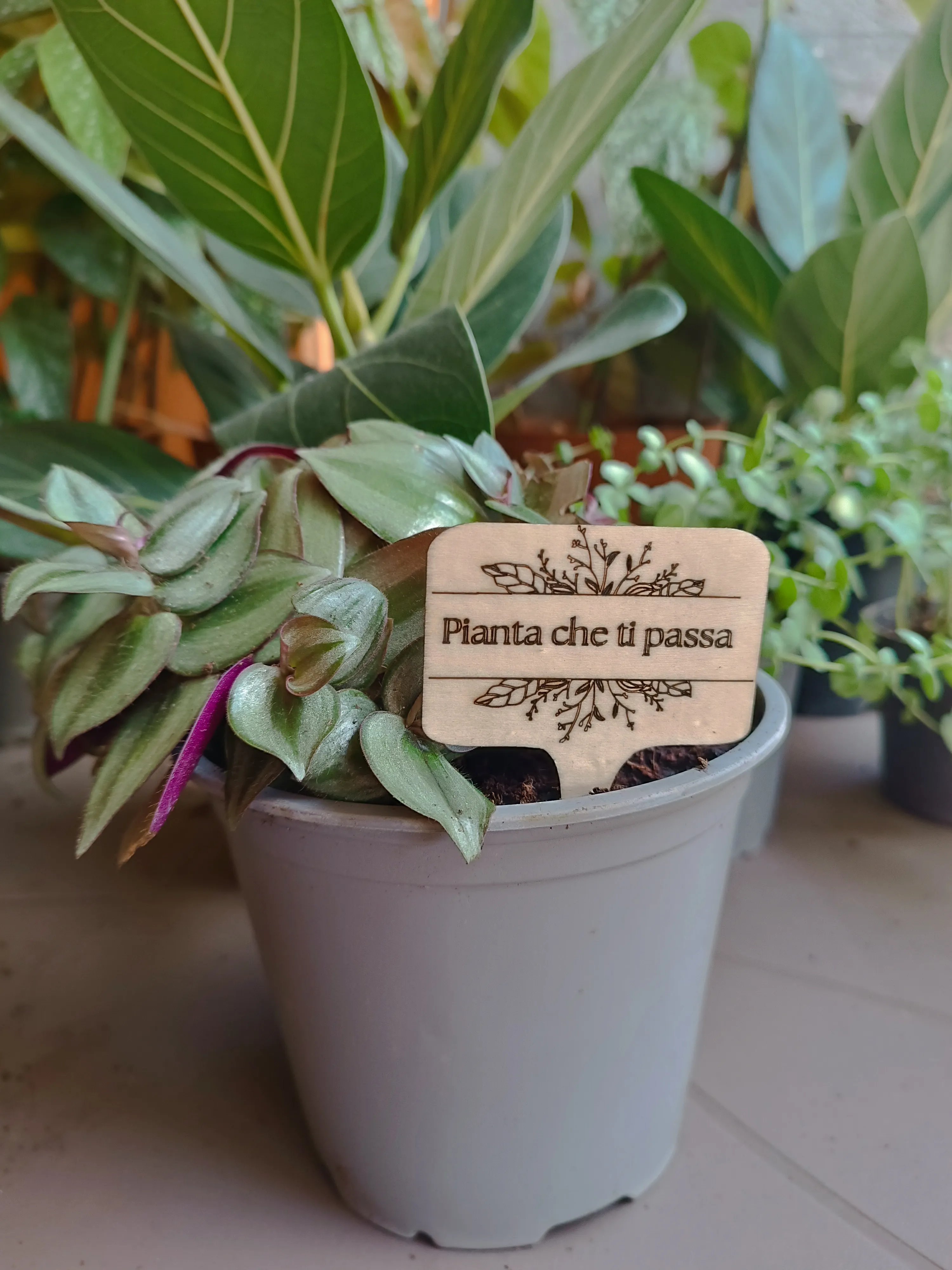 PlanTag "Pianta che ti passa"
