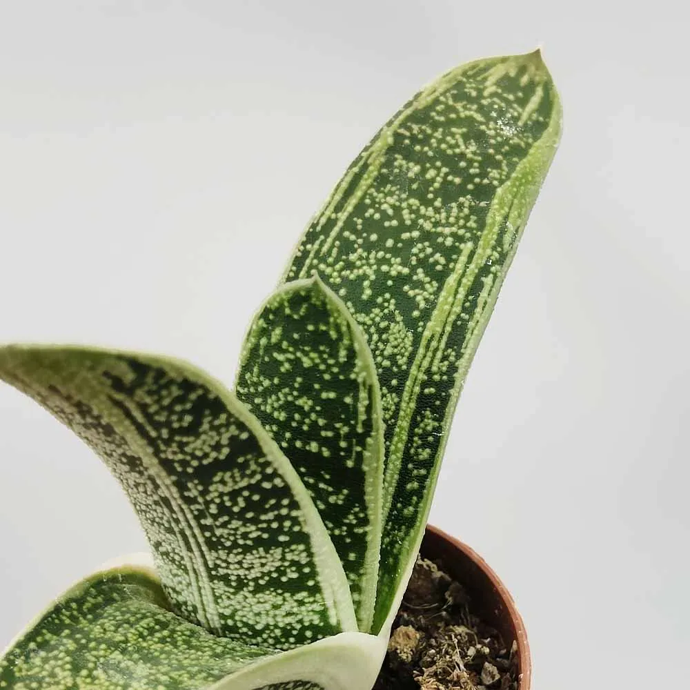 Gasteria 'Little Warty'
