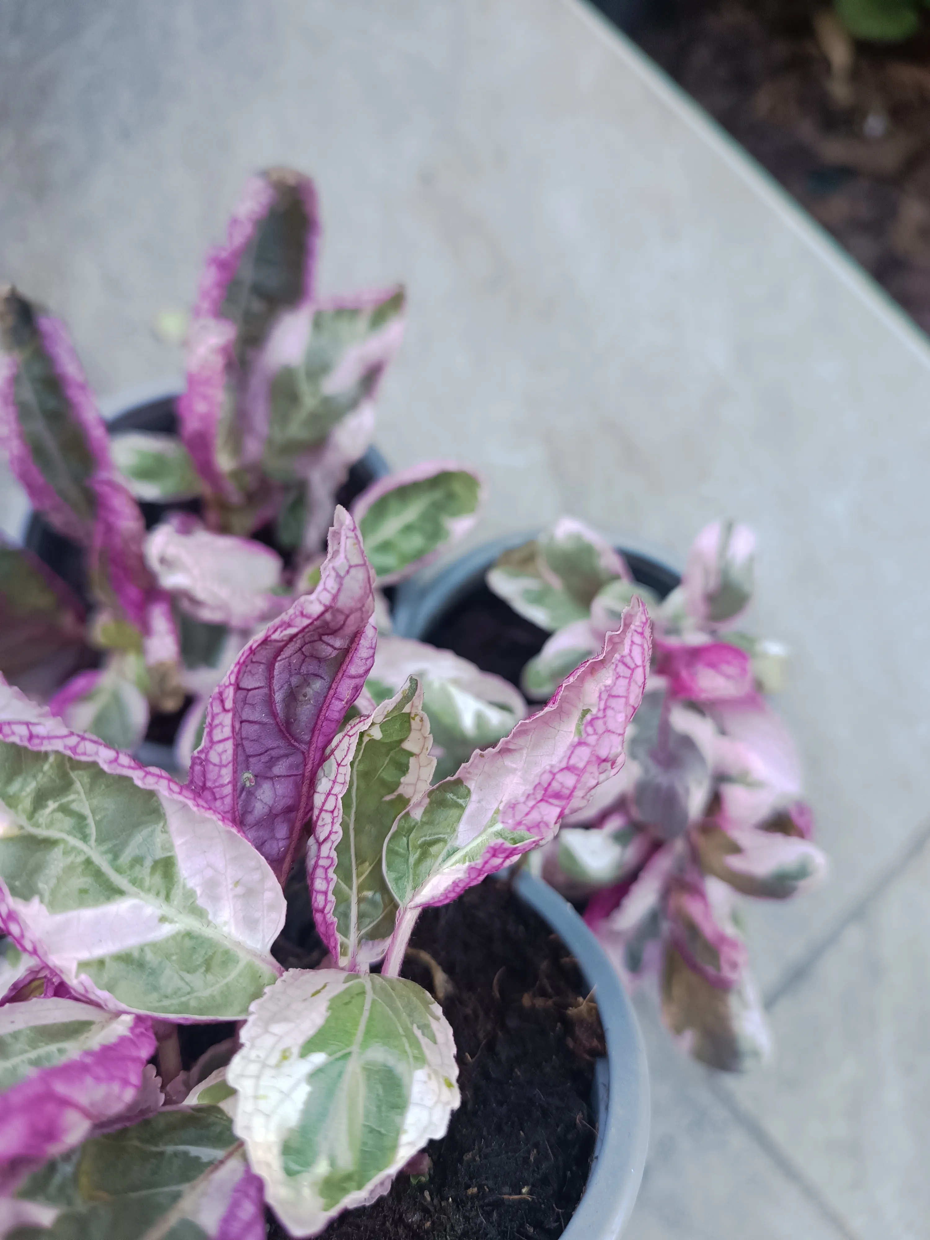 Hemigraphis snow White baby 