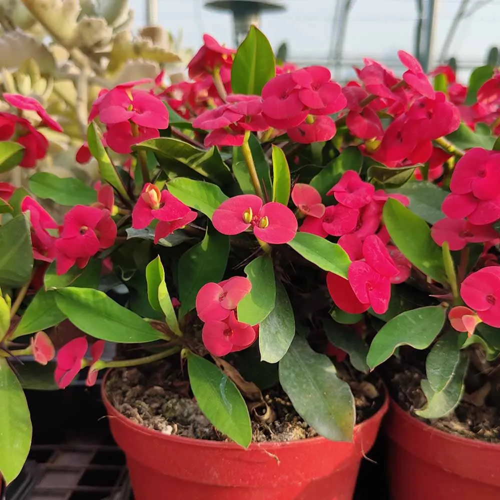Euphorbia milii (Corona di Cristo)