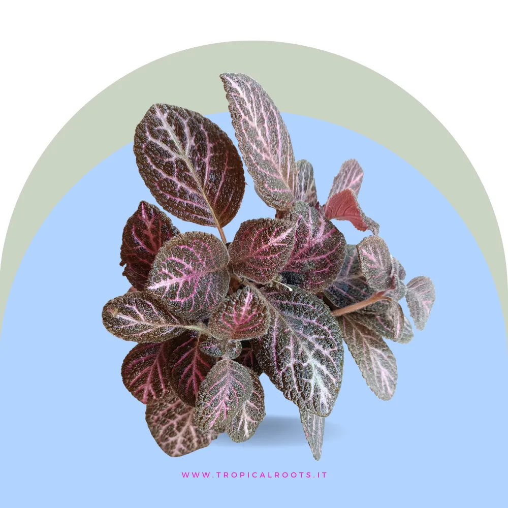 Episcia cupreata ‘Pink Acajou’
