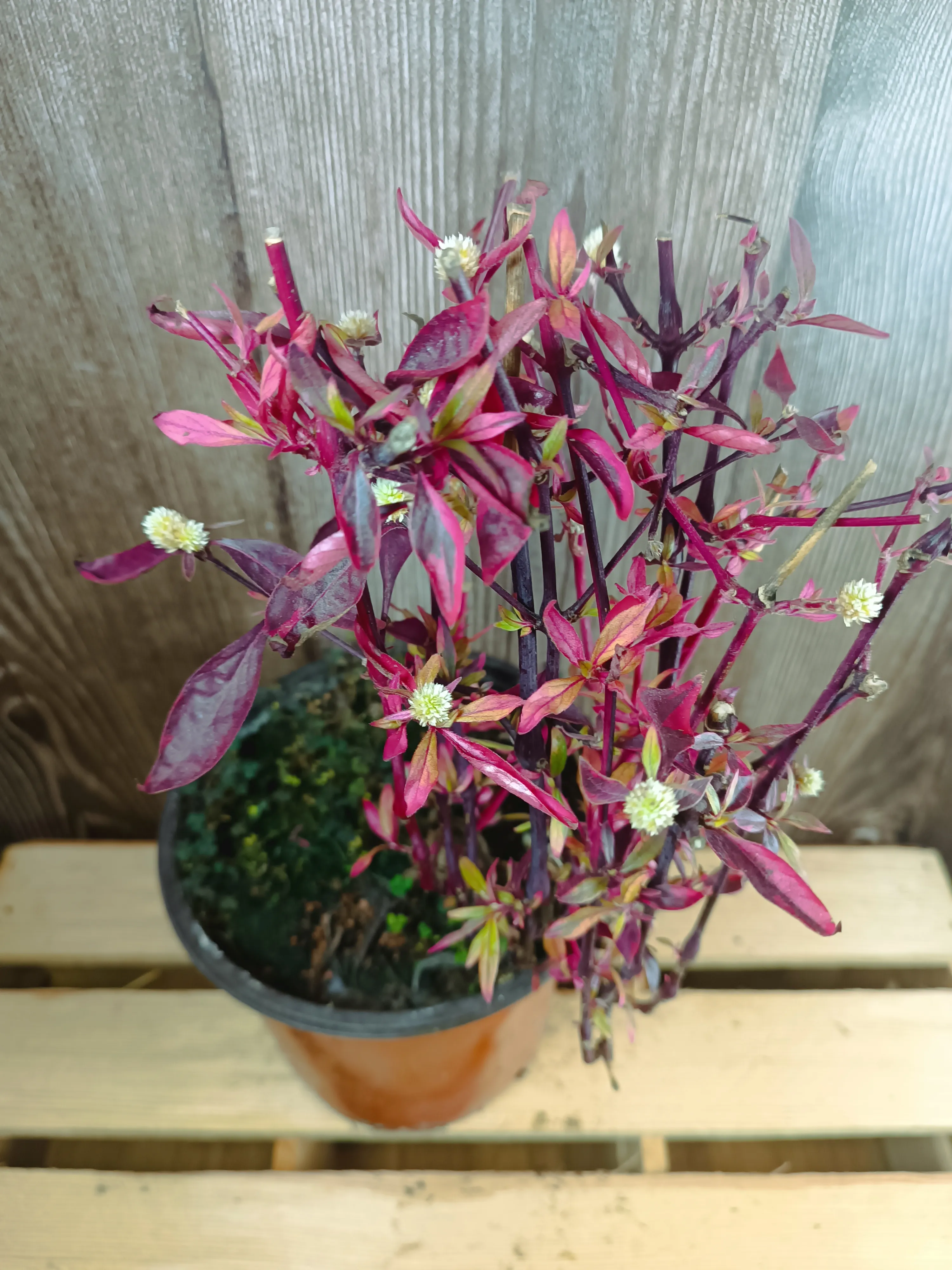 Alternanthera Brasiliana