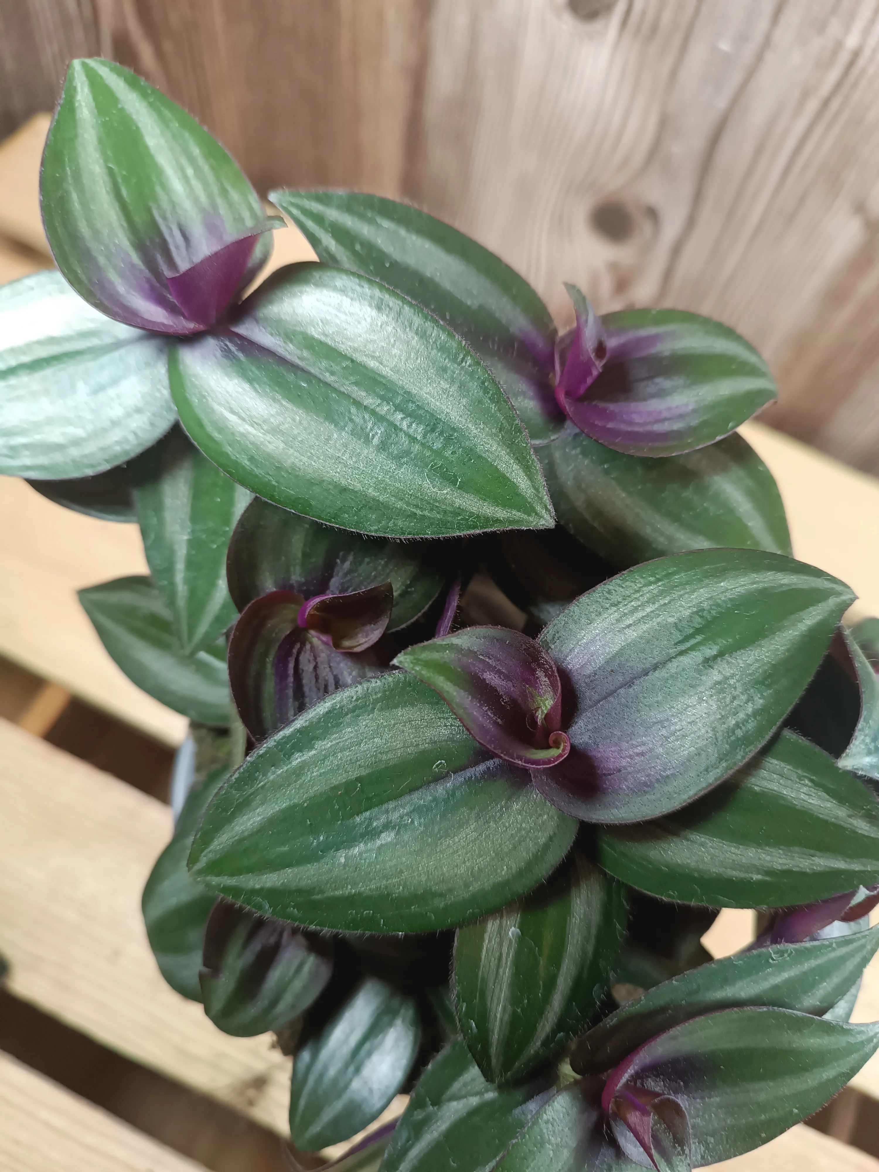 Tradescantia zabrina