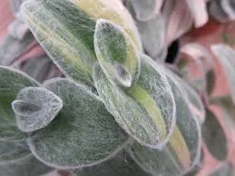 Tradescantia sillamontana variegata baby