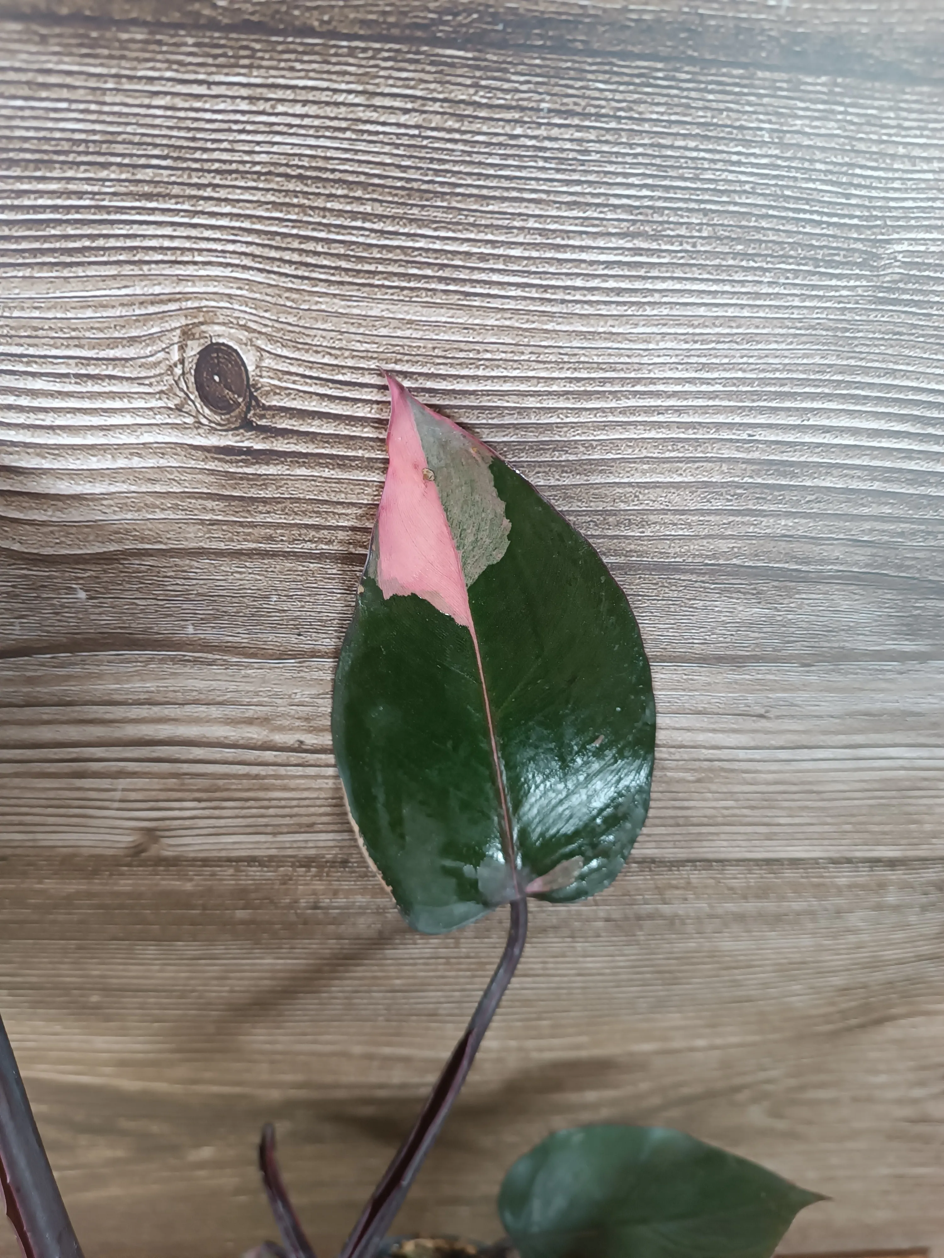 Philodendron 'Pink Princess'