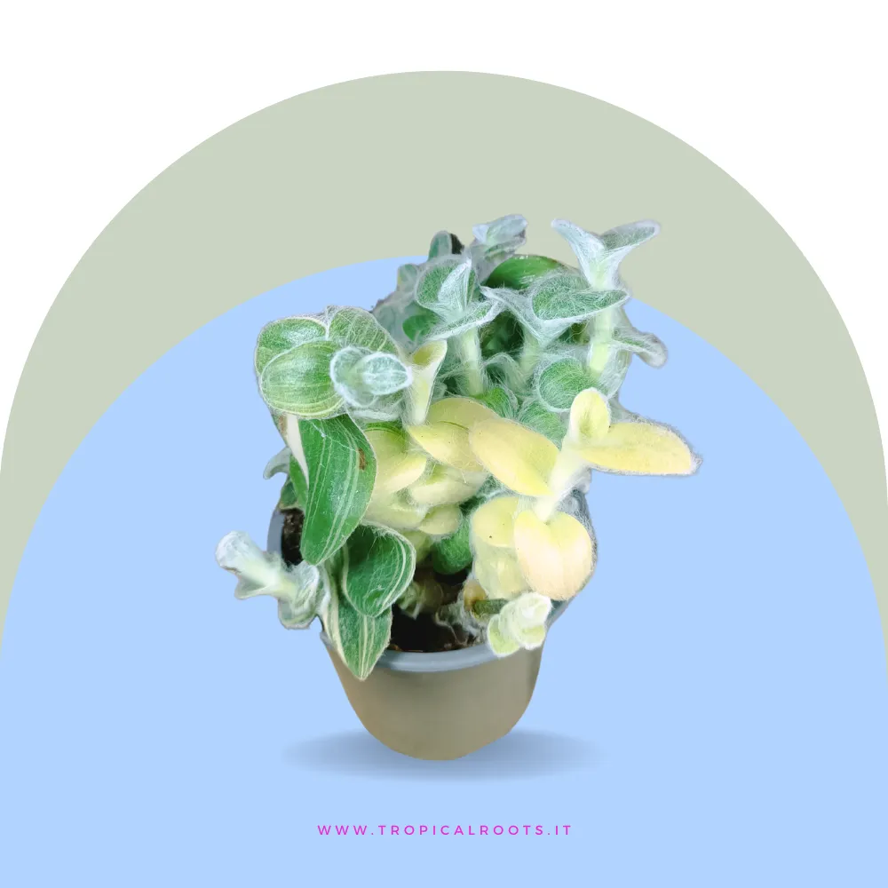 Tradescantia sillamontana variegata