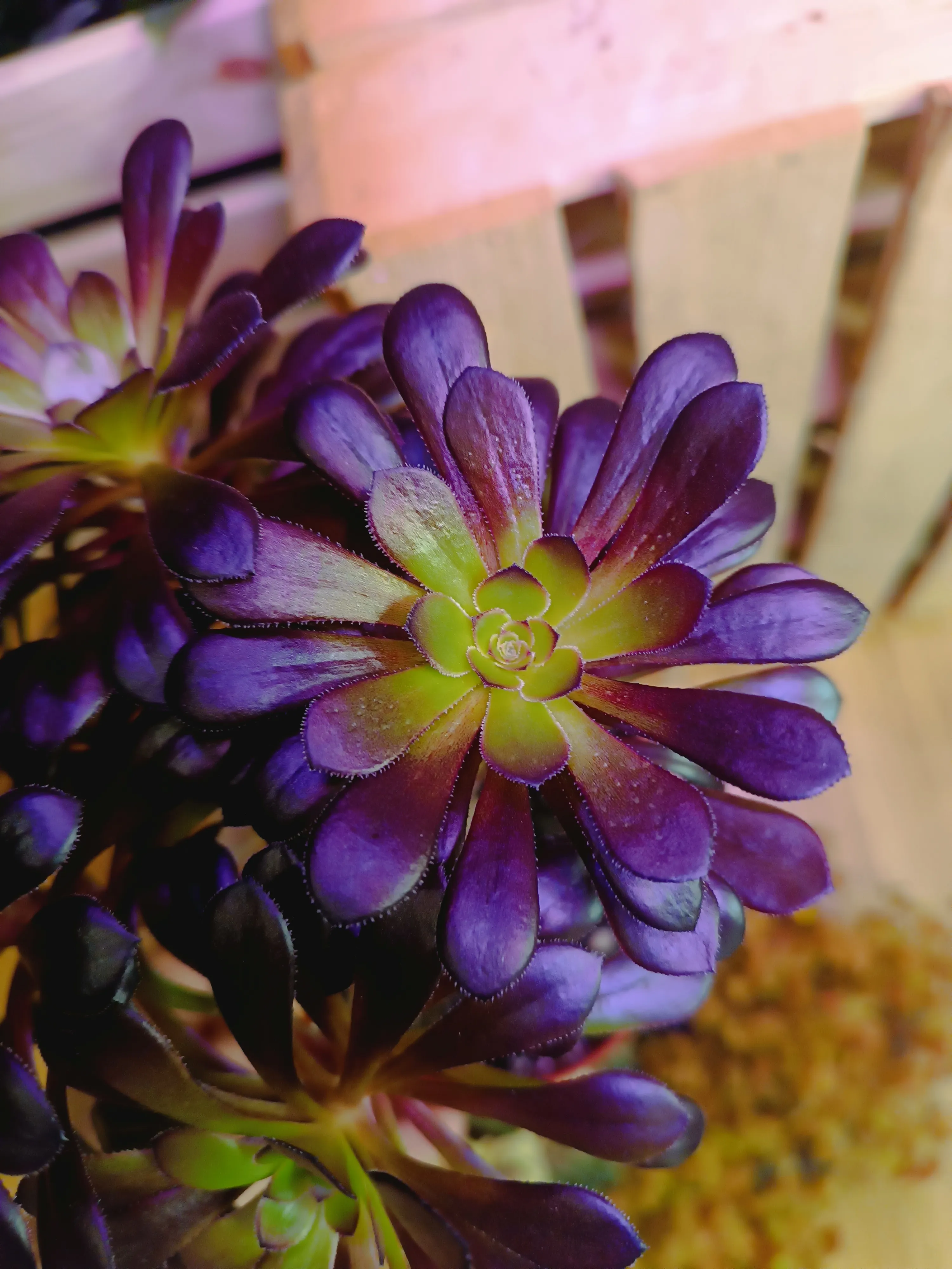 Aeonium Arboreum Rubrum