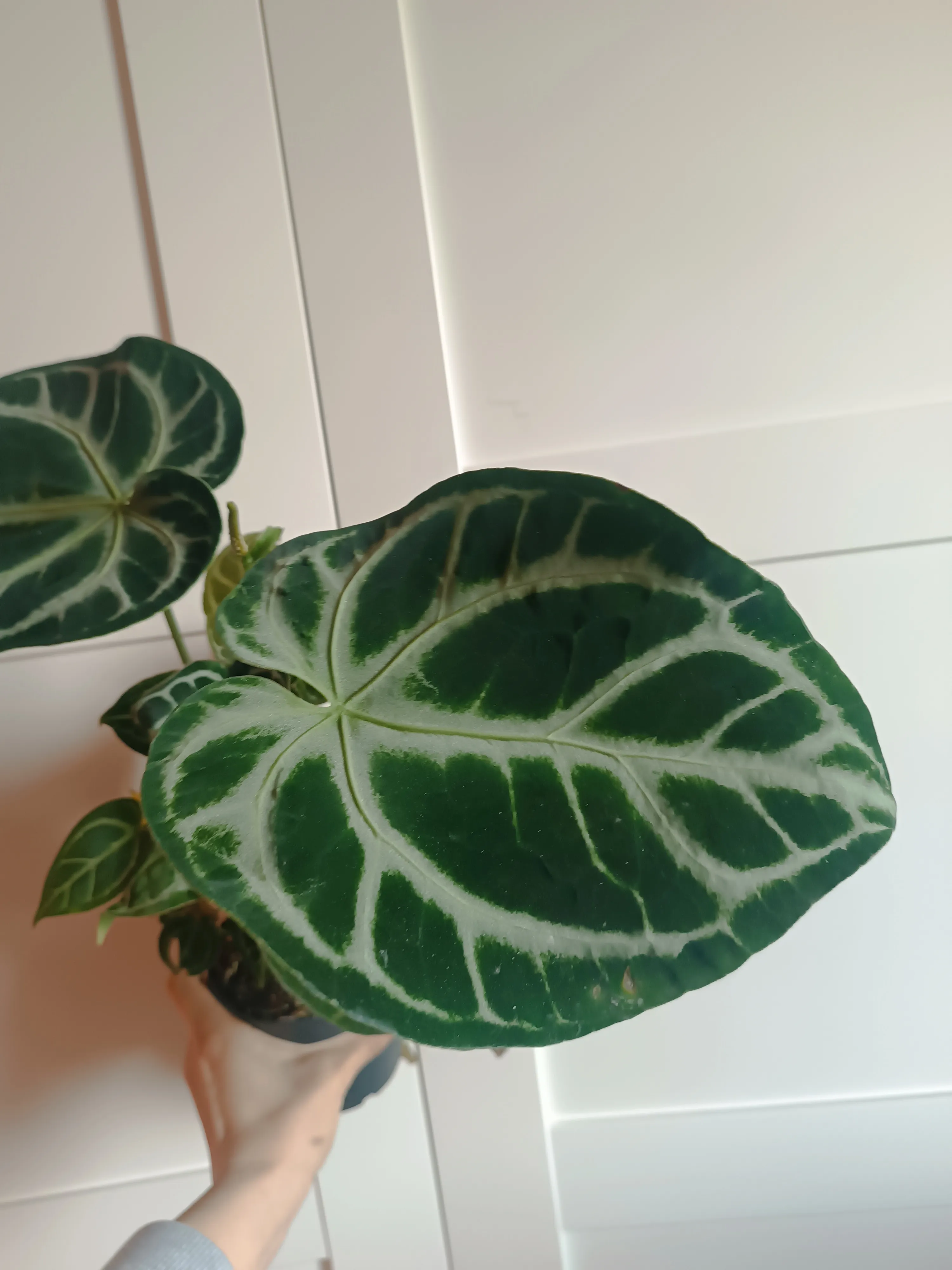 Anthurium crystallinum