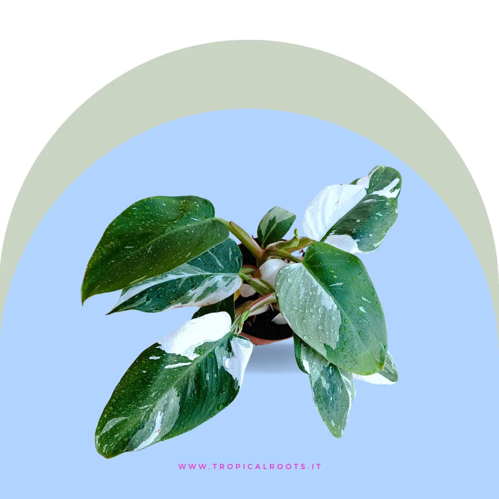 Philodendron 'White Princess'