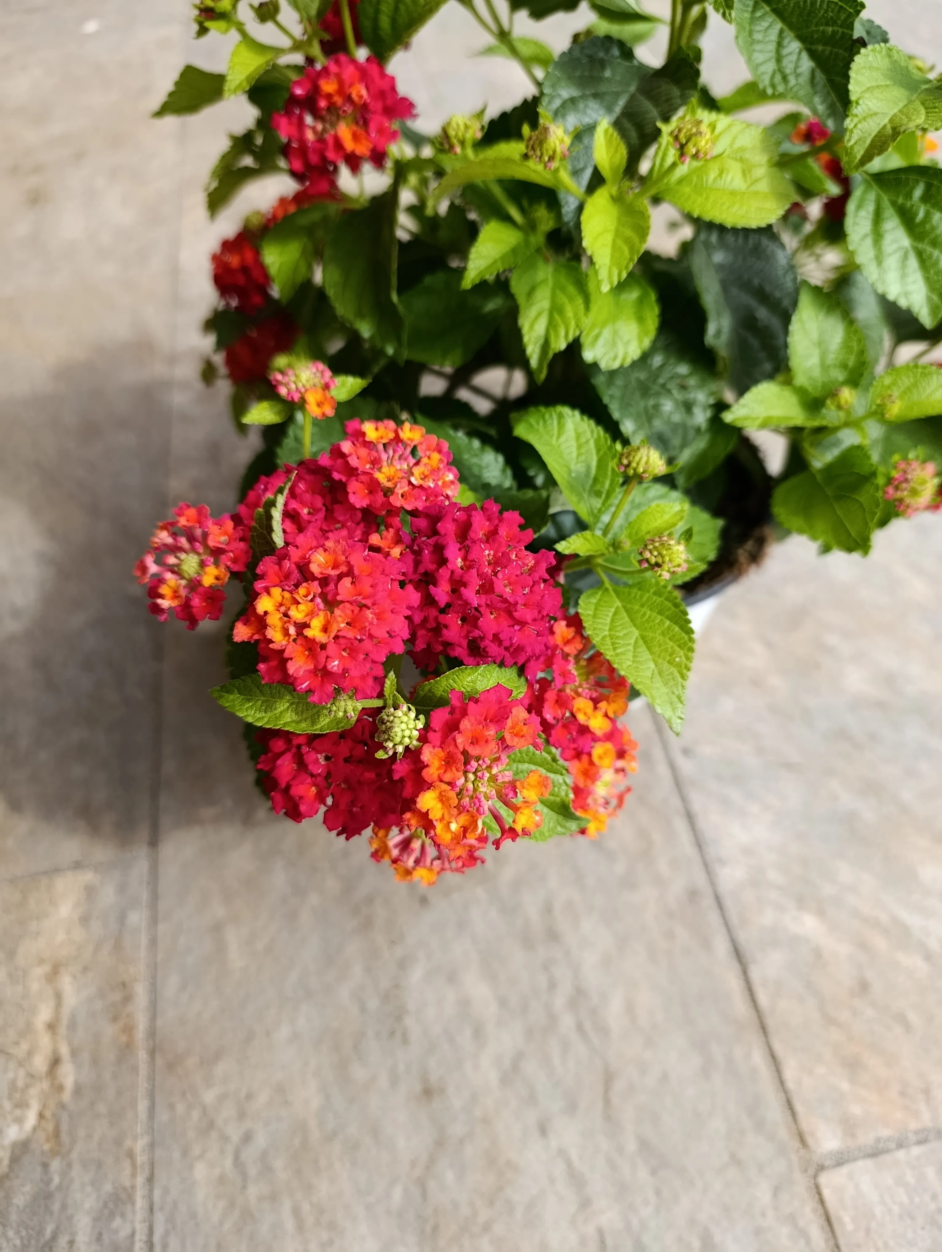 Lantana camara