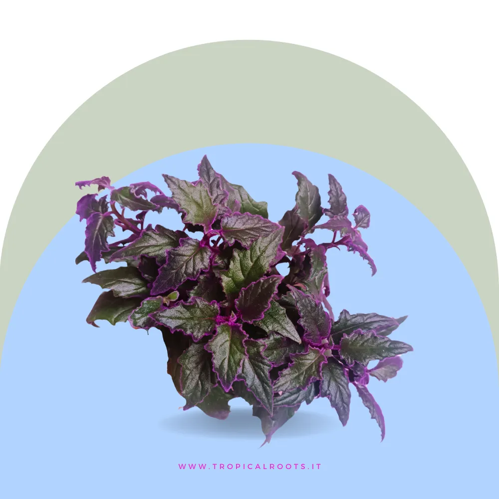 Gynura Aurantiaca
