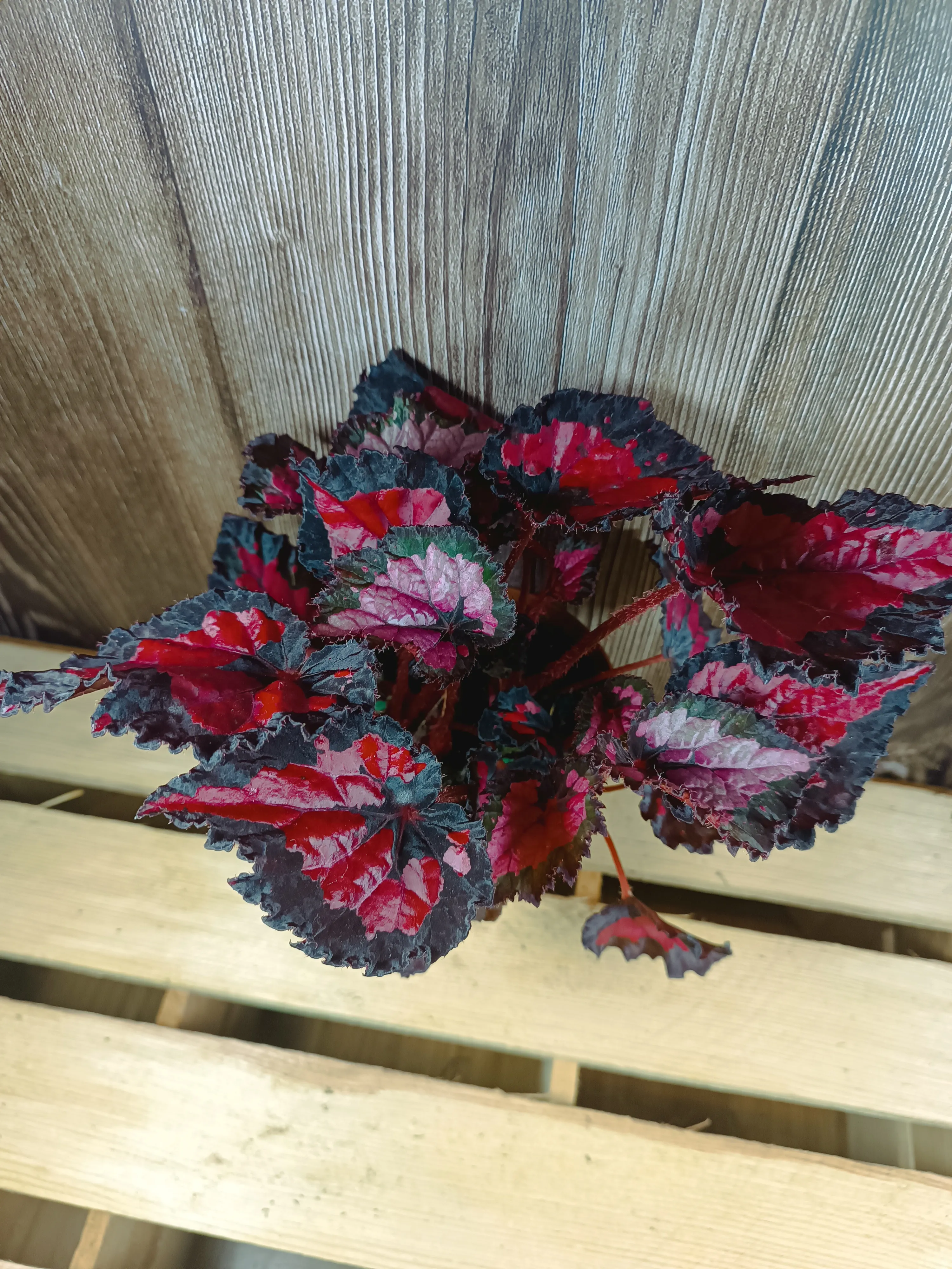 Begonia 'Inca Night'