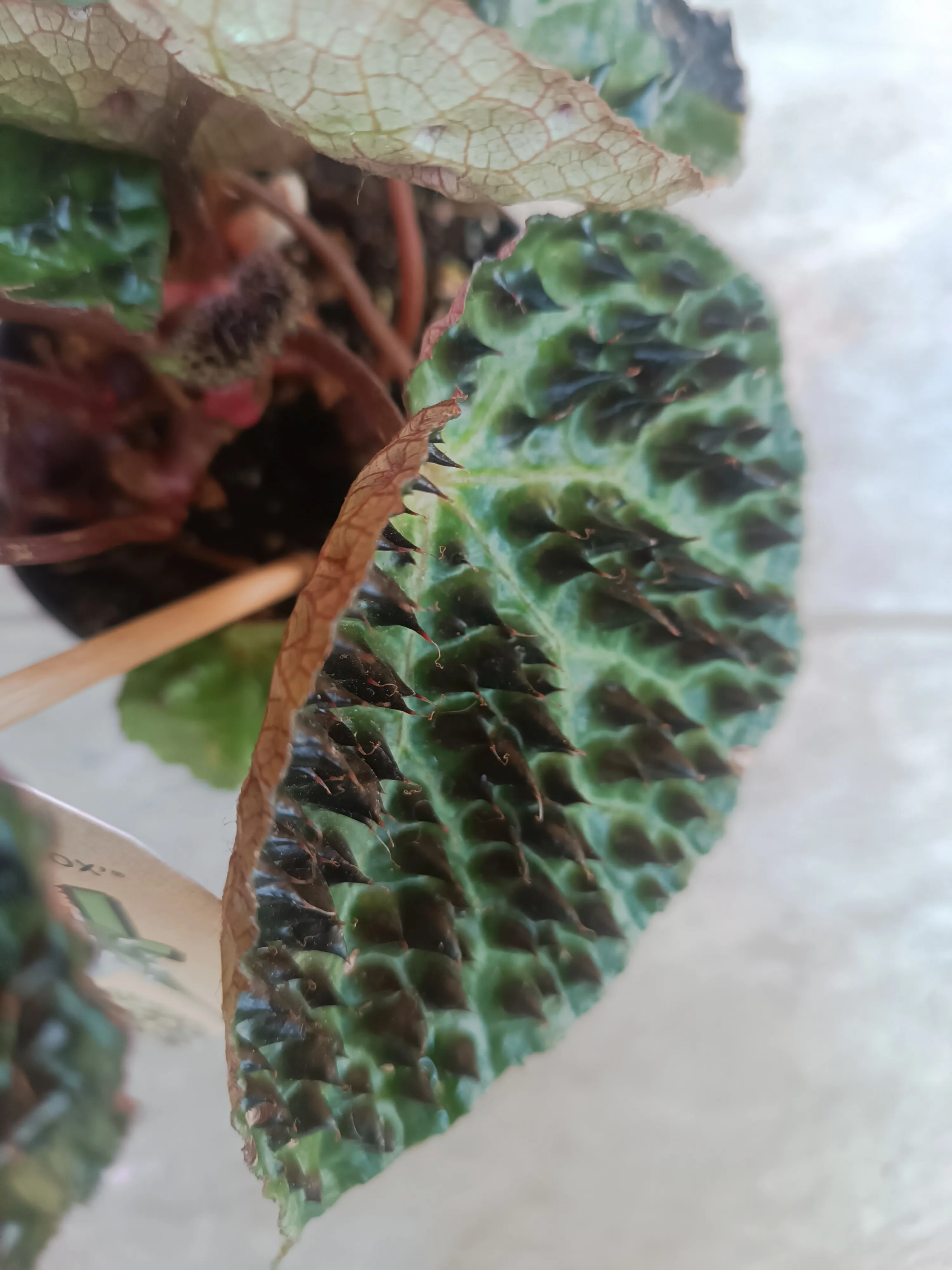 Begonia Ferox