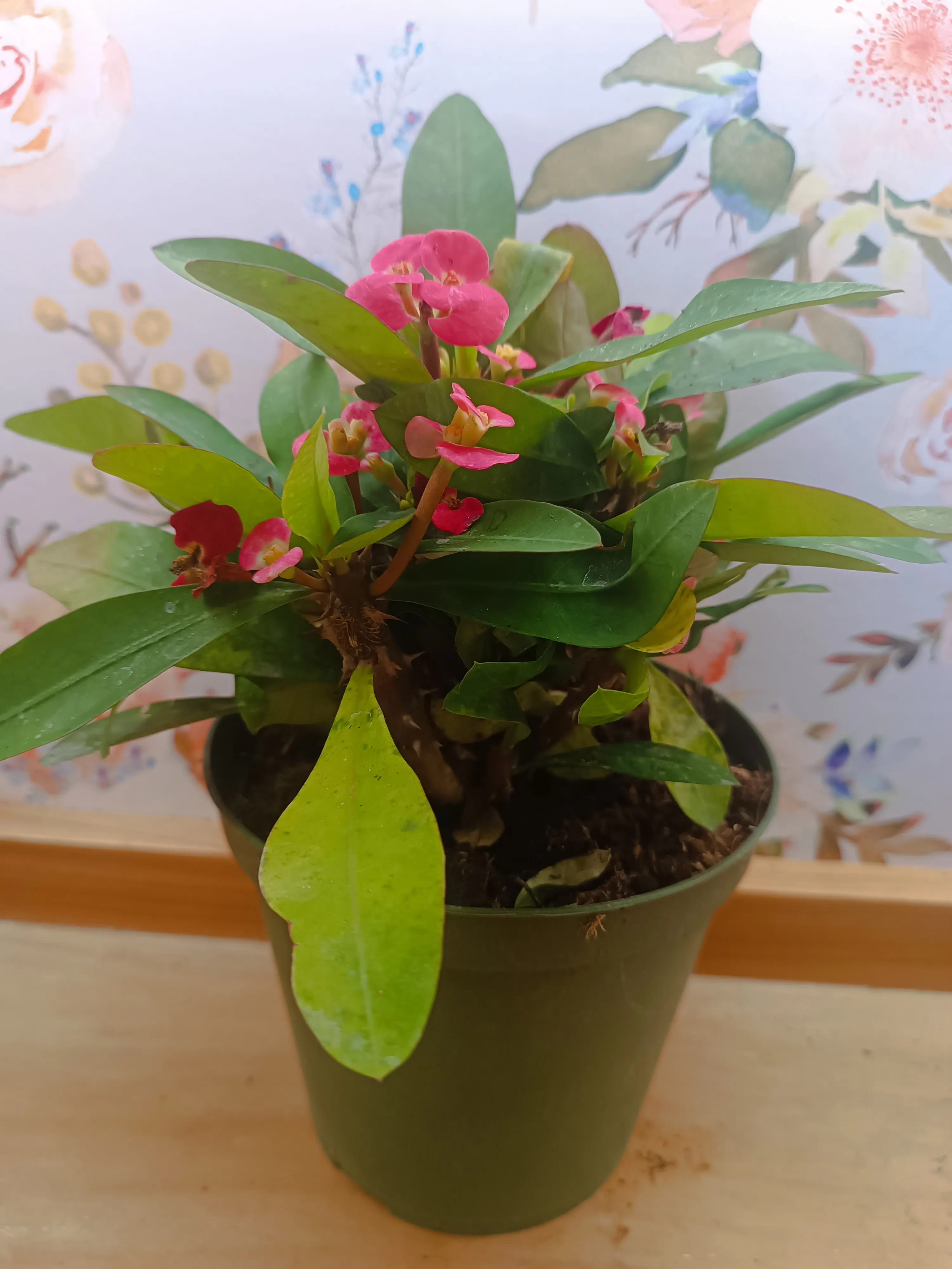 Euphorbia milii (Corona di Cristo)