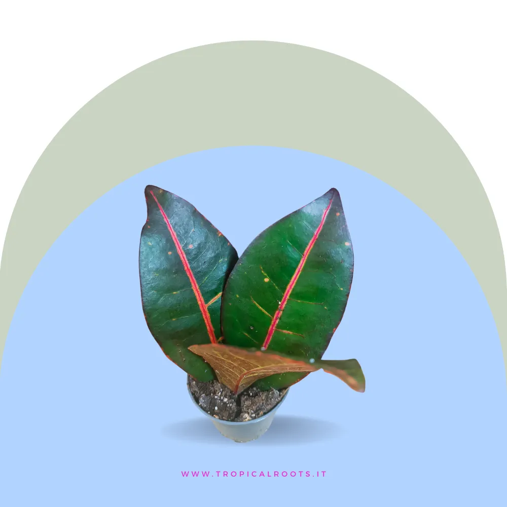 Croton 'Petra'