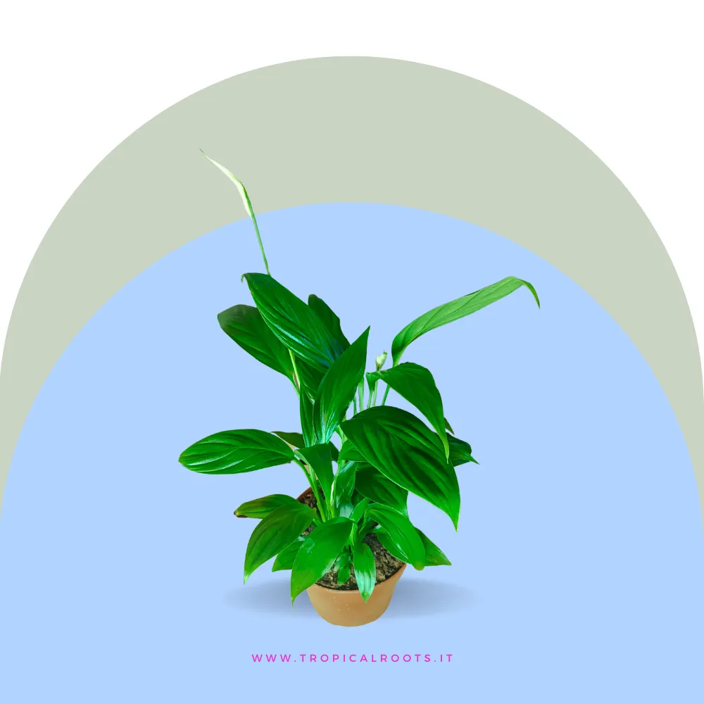 Spathiphyllum