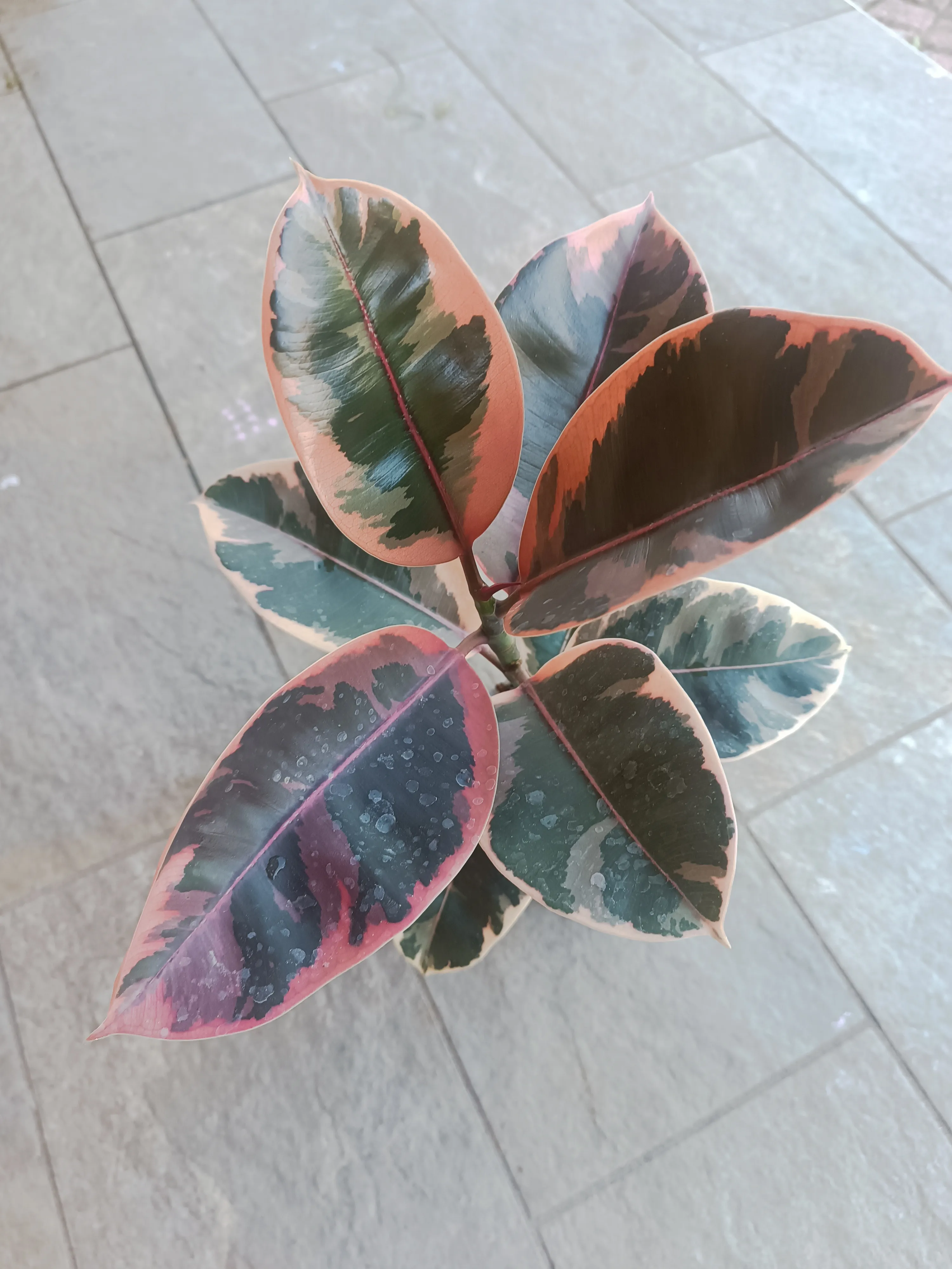 Ficus Belize