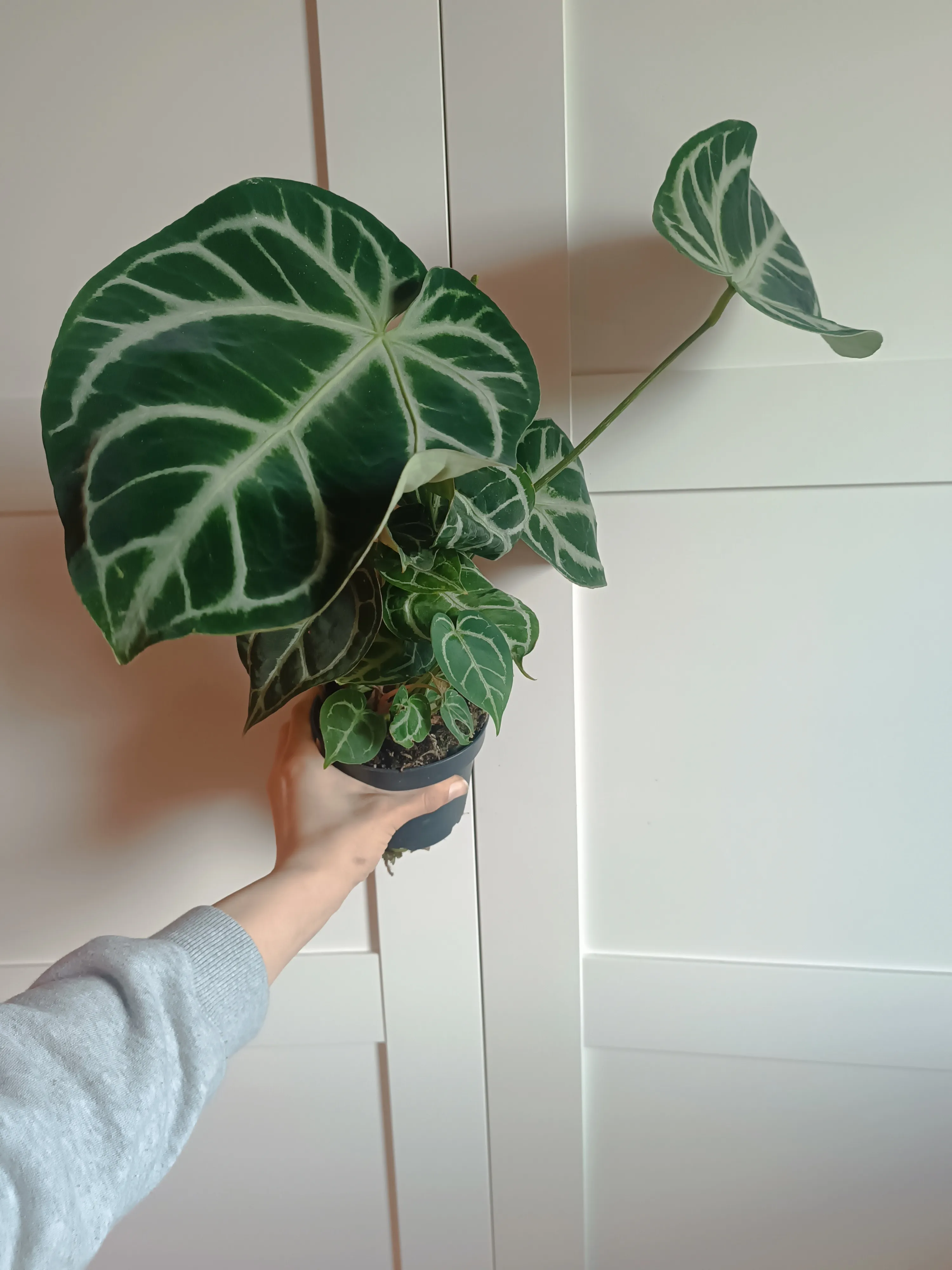 Anthurium crystallinum