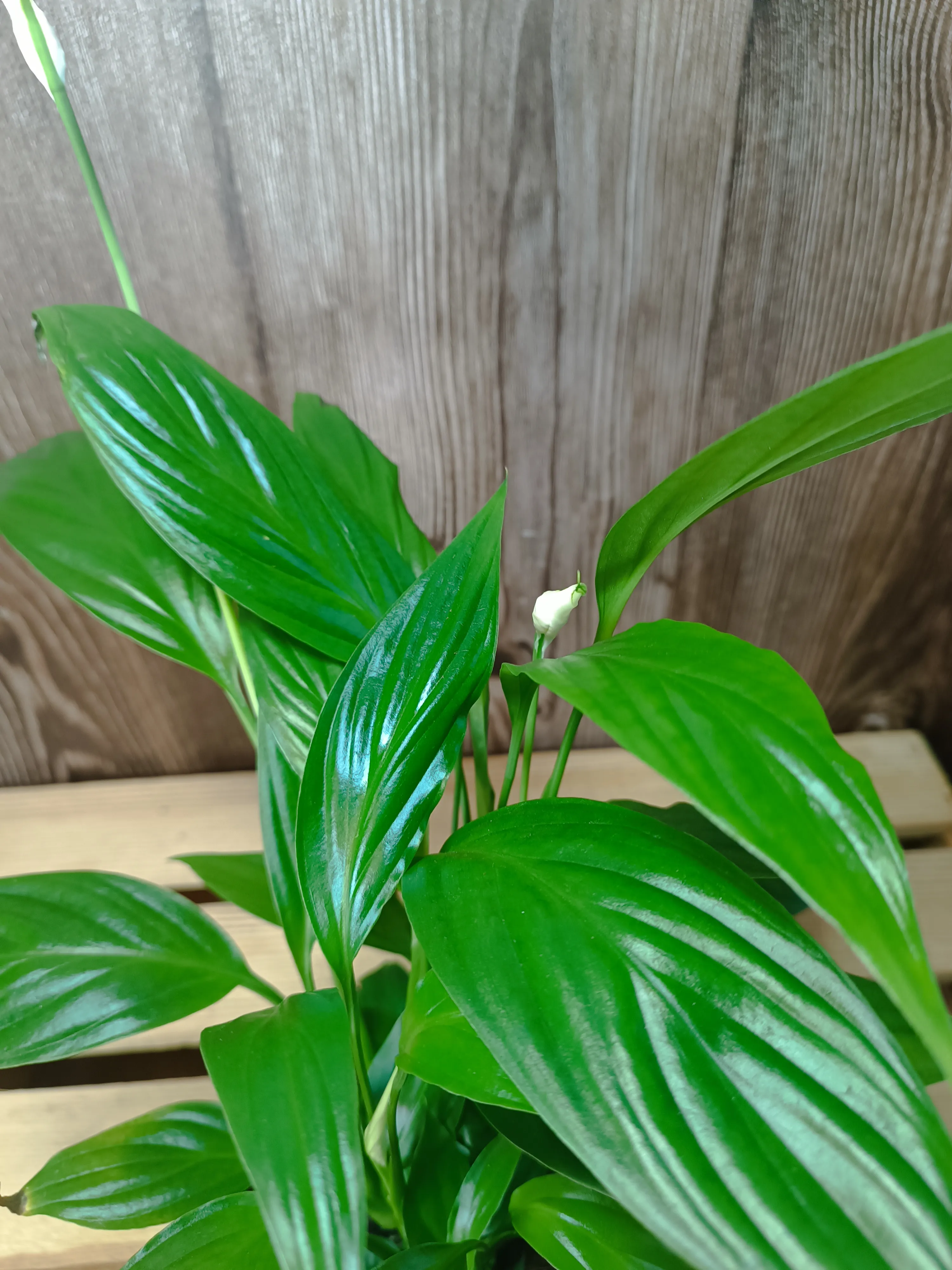 Spathiphyllum