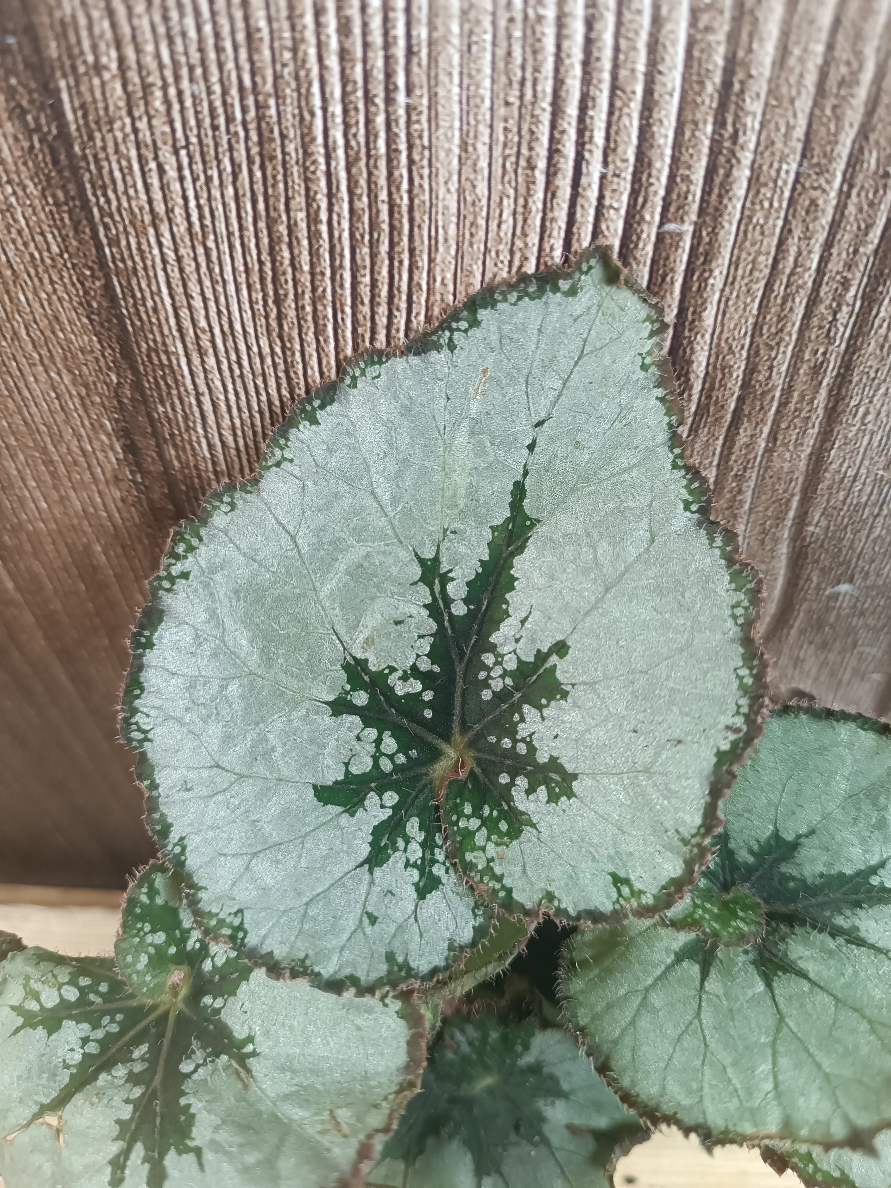 Begonia 'Escargot'