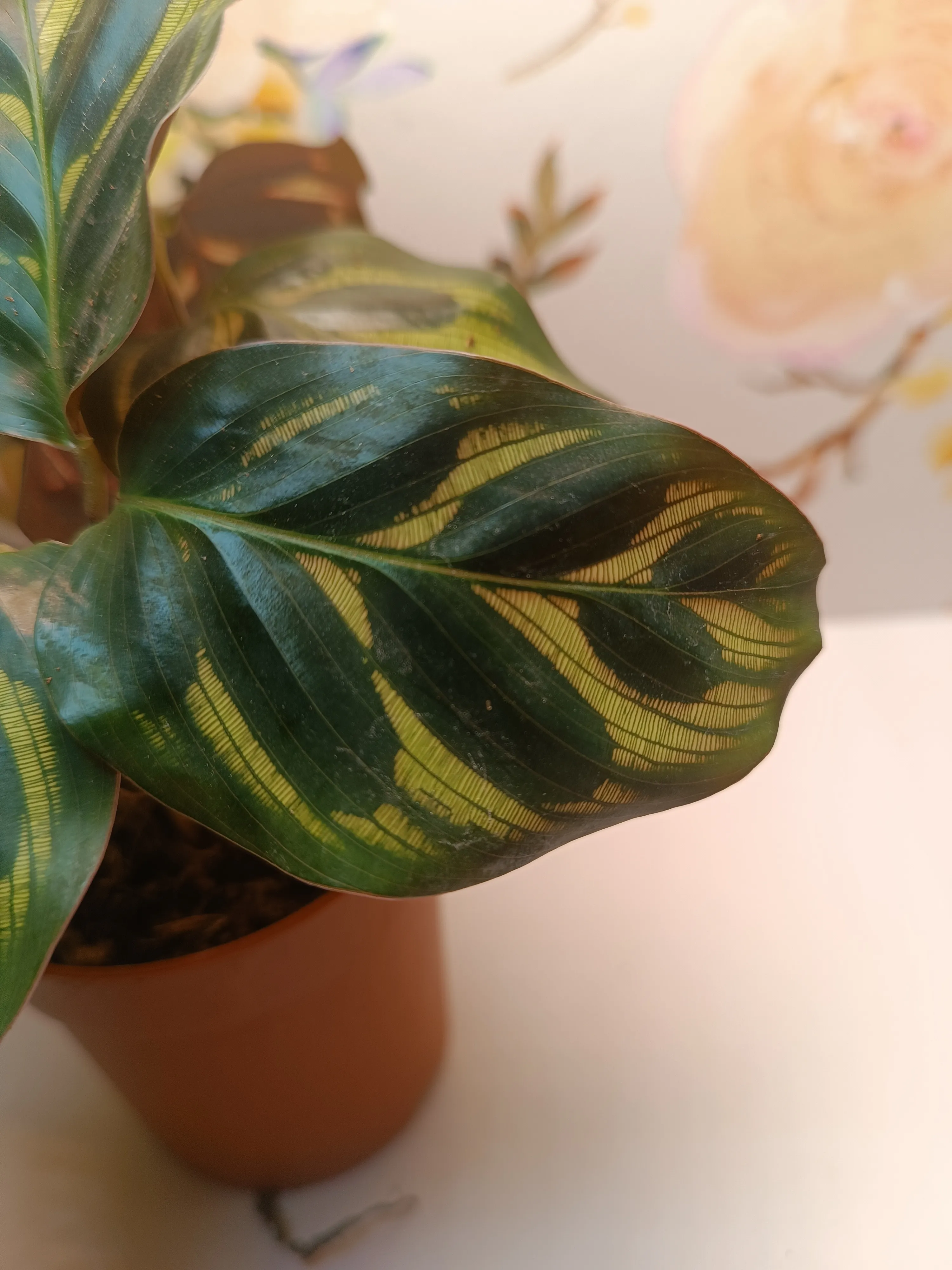 Calathea Makoyana