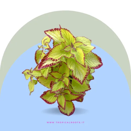 Coleus Green Red velvet