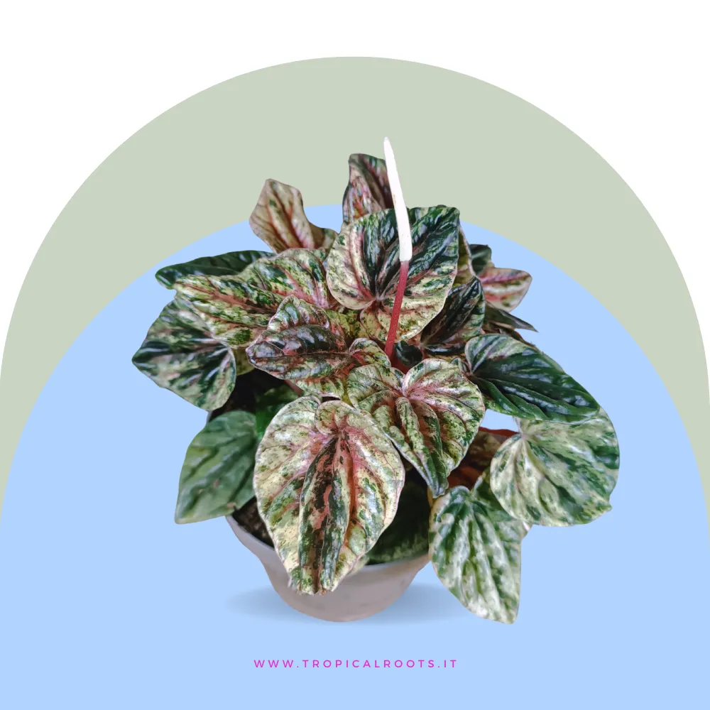 Peperomia caperata variegata