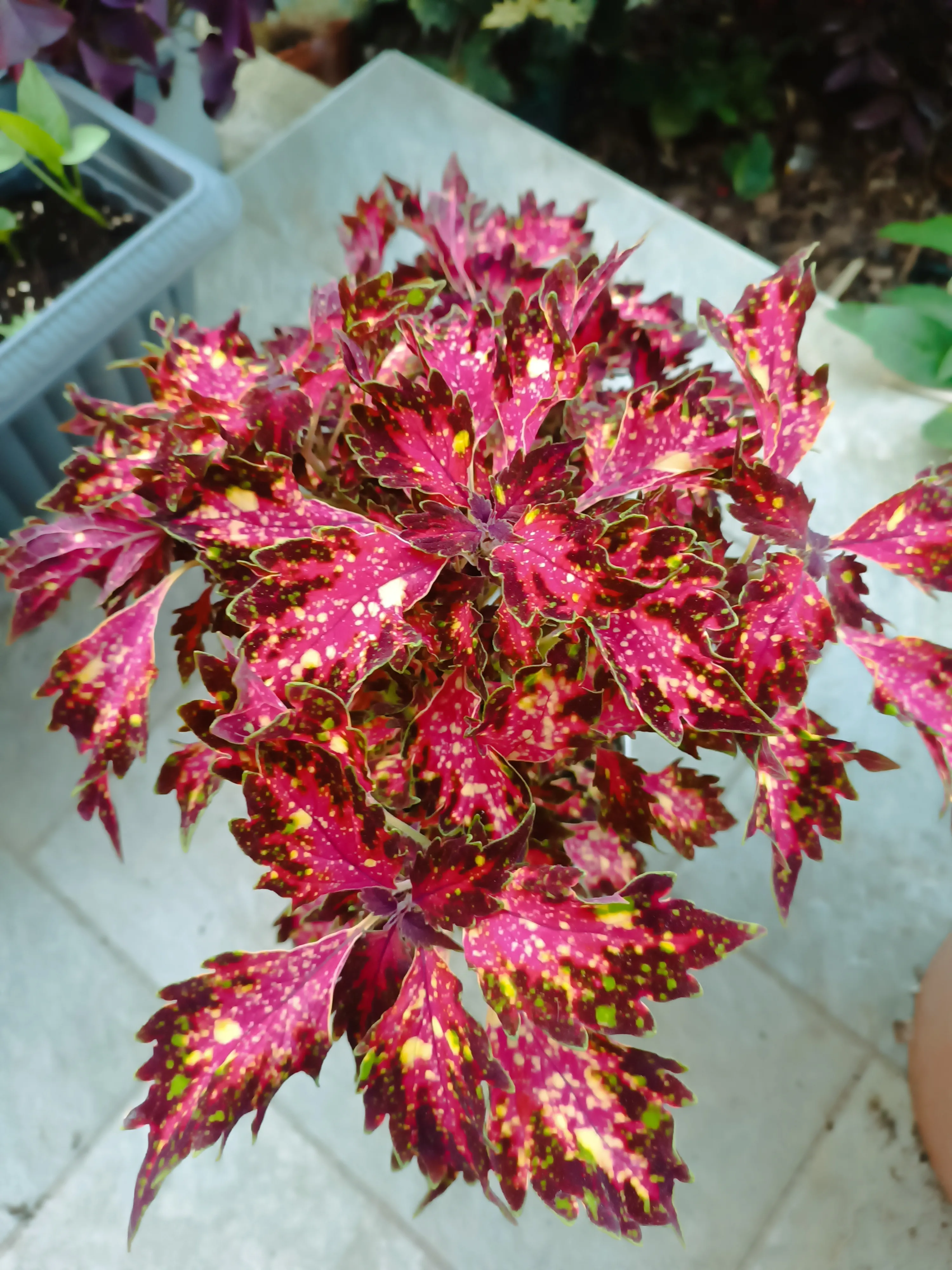 Coleus Costellation
