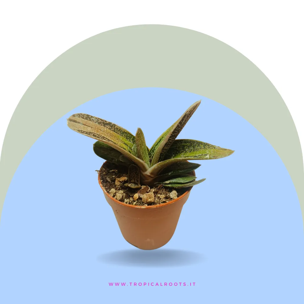 Gasteria 'Little Warty'