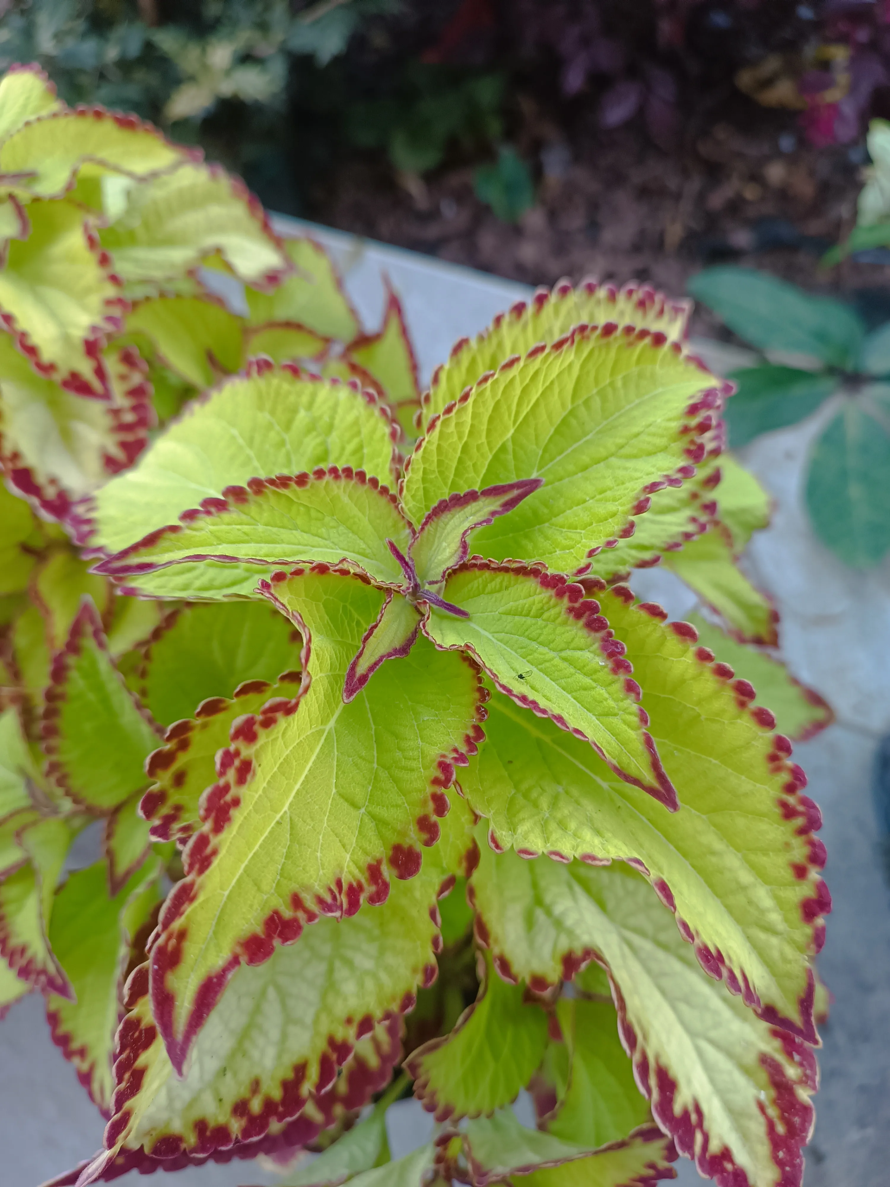 Coleus Green Red velvet