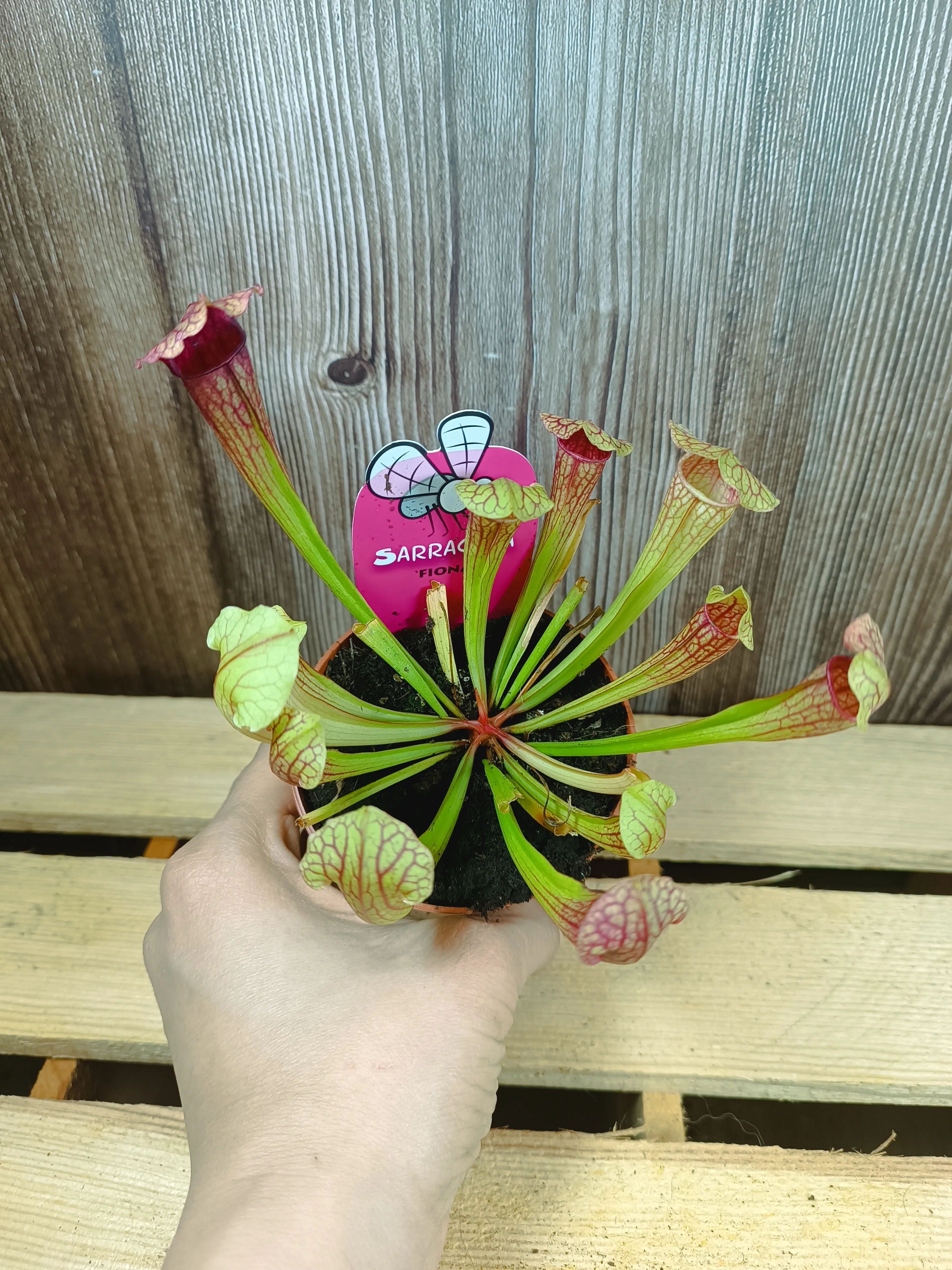 Sarracenia carnivora