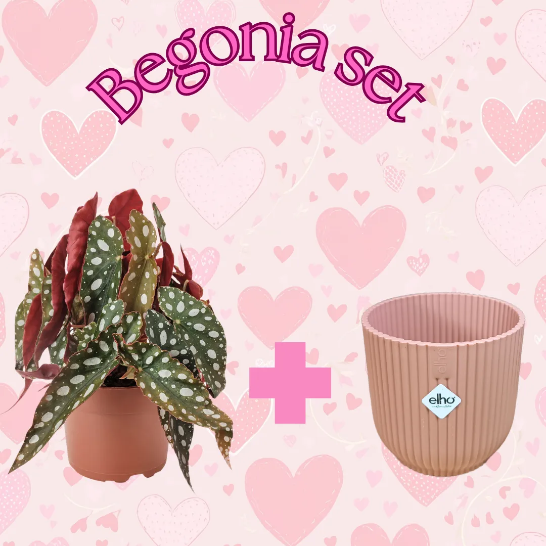 Begonia Maculata set