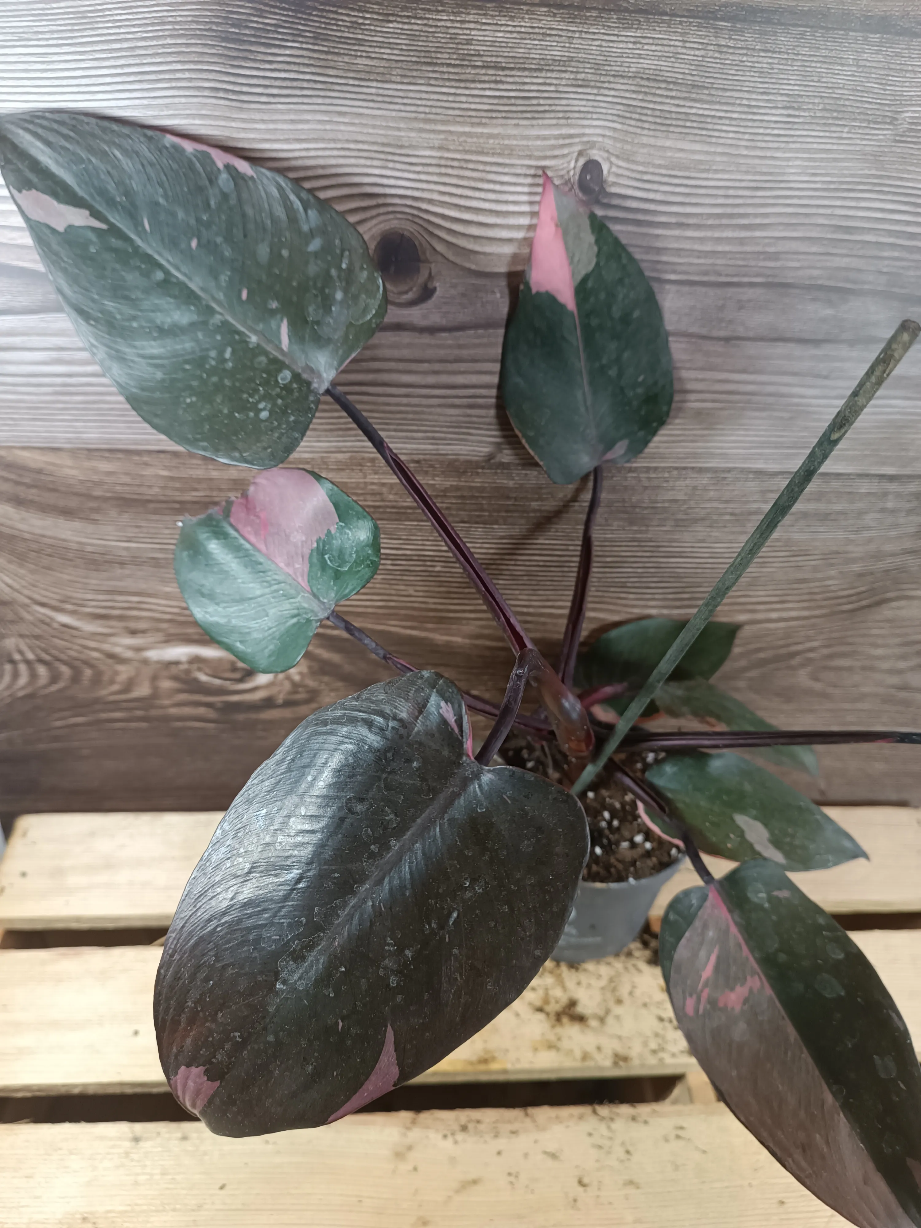 Philodendron 'Pink Princess'