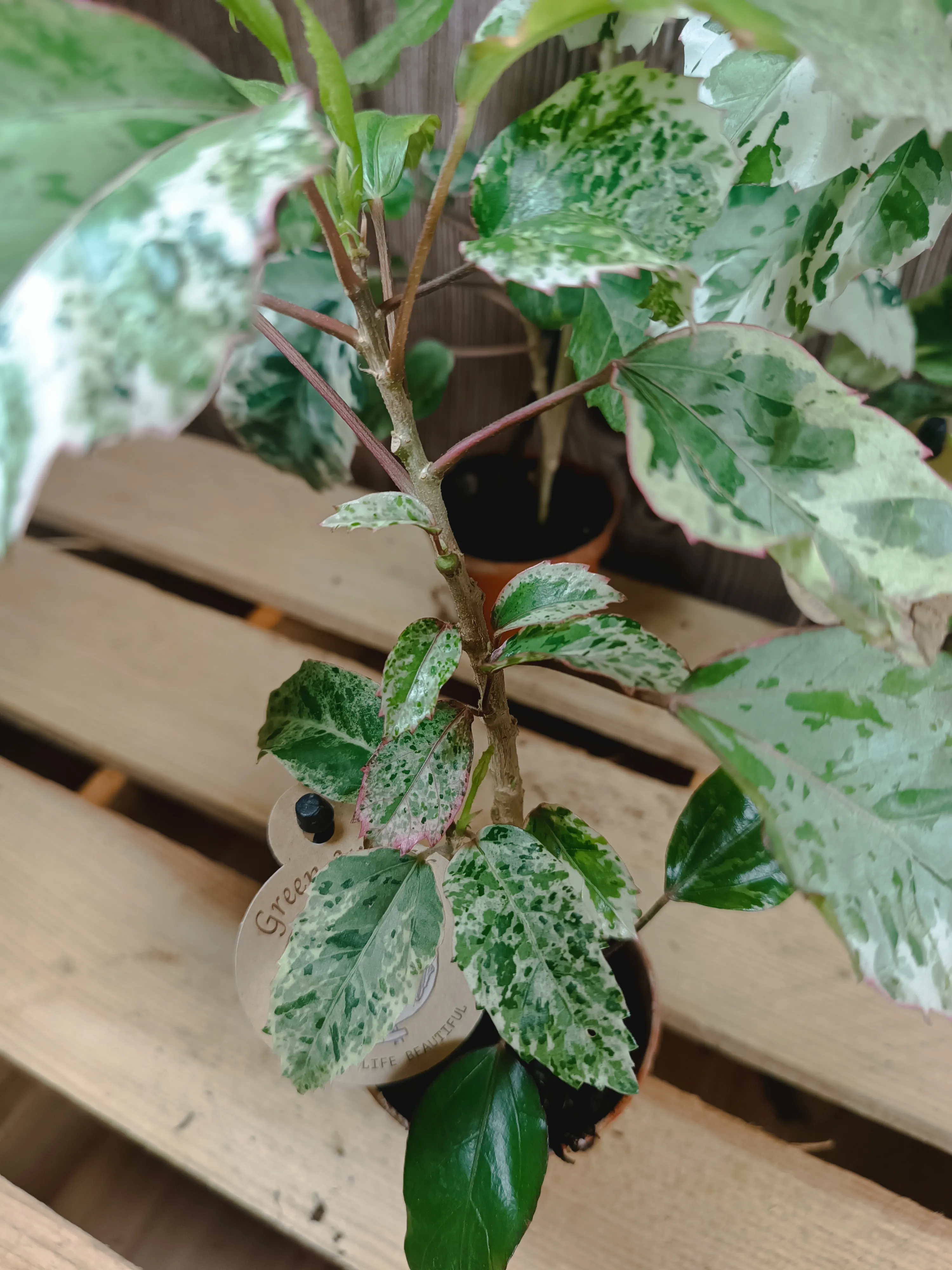 Hibiscus rosa-sinensis 'Cooperi Rose Flake'