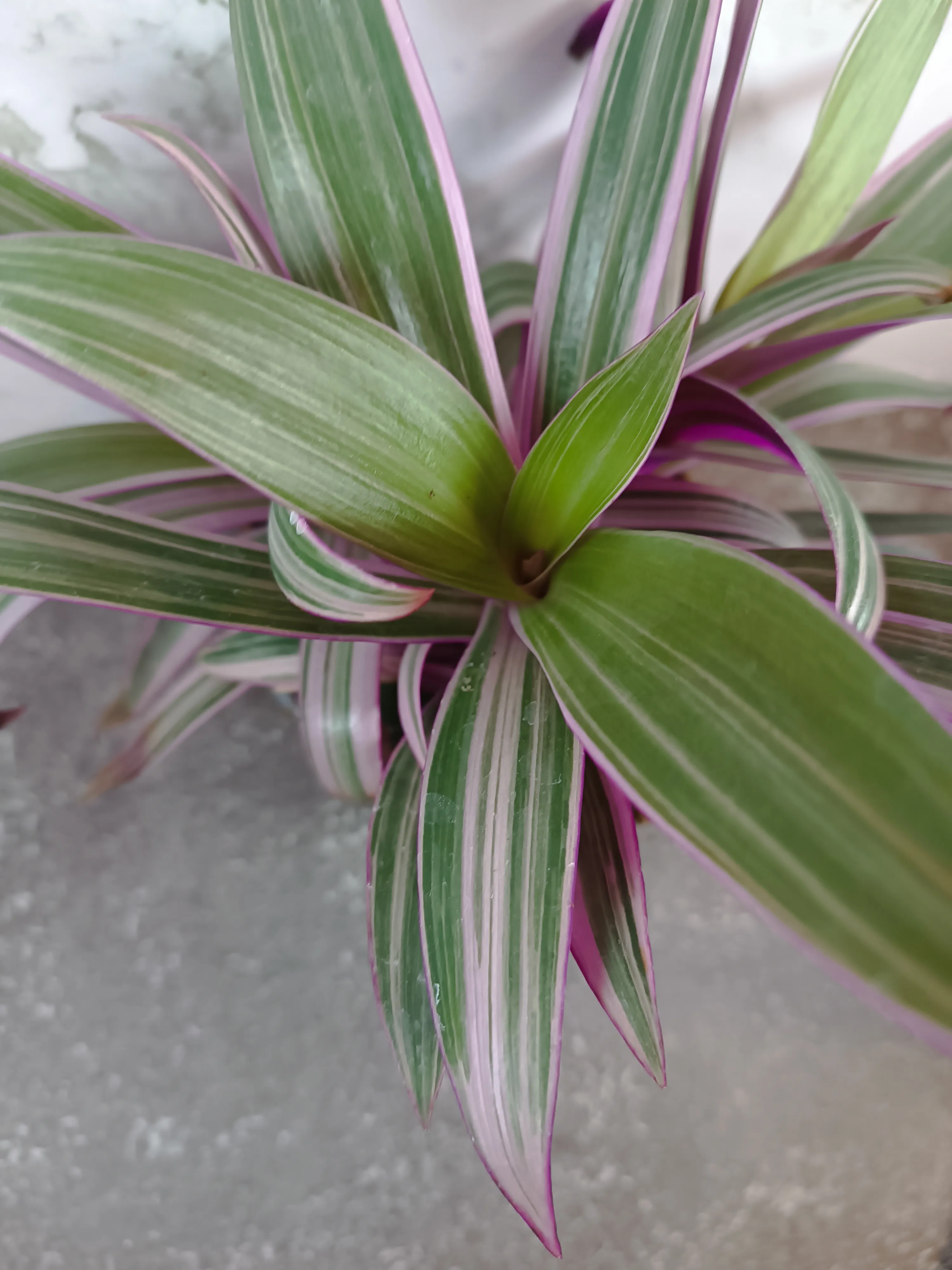 Tradescantia spathacea