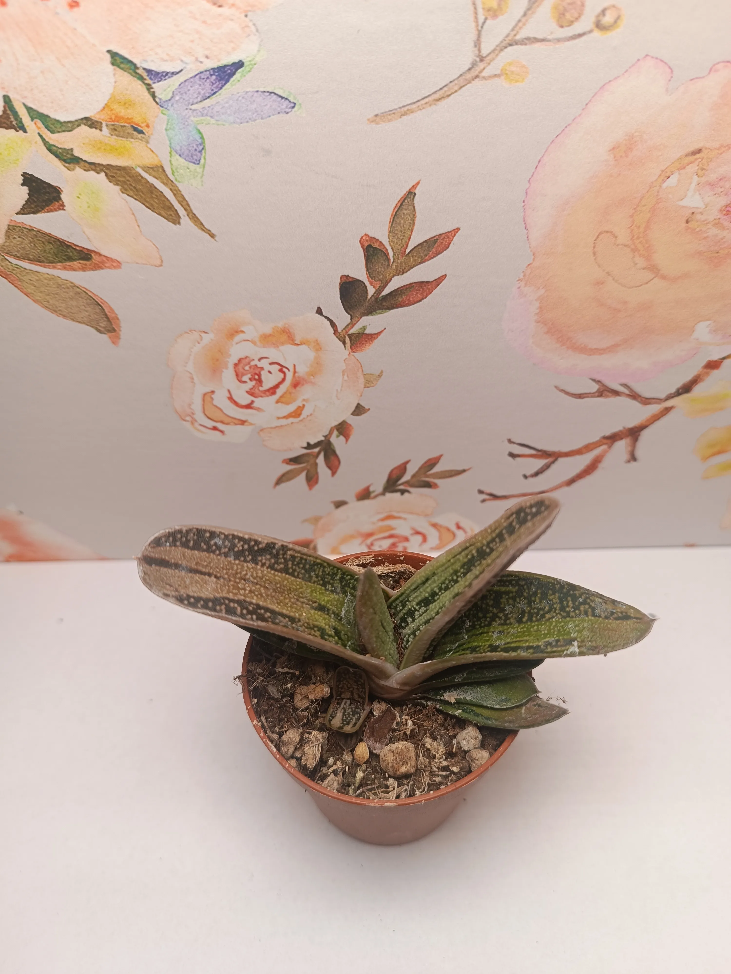 Gasteria 'Little Warty'
