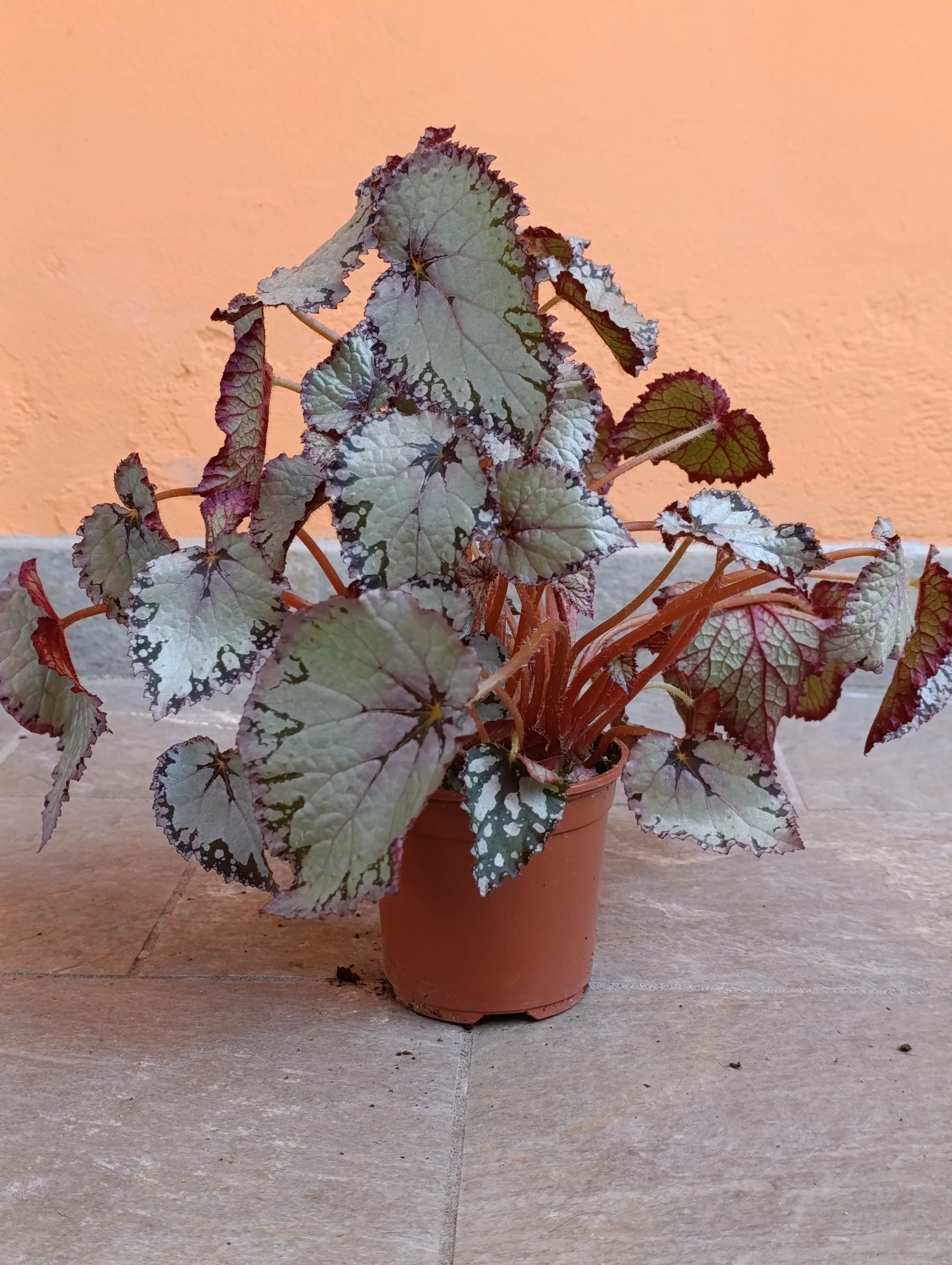 Begonia Rex 'Bolero'