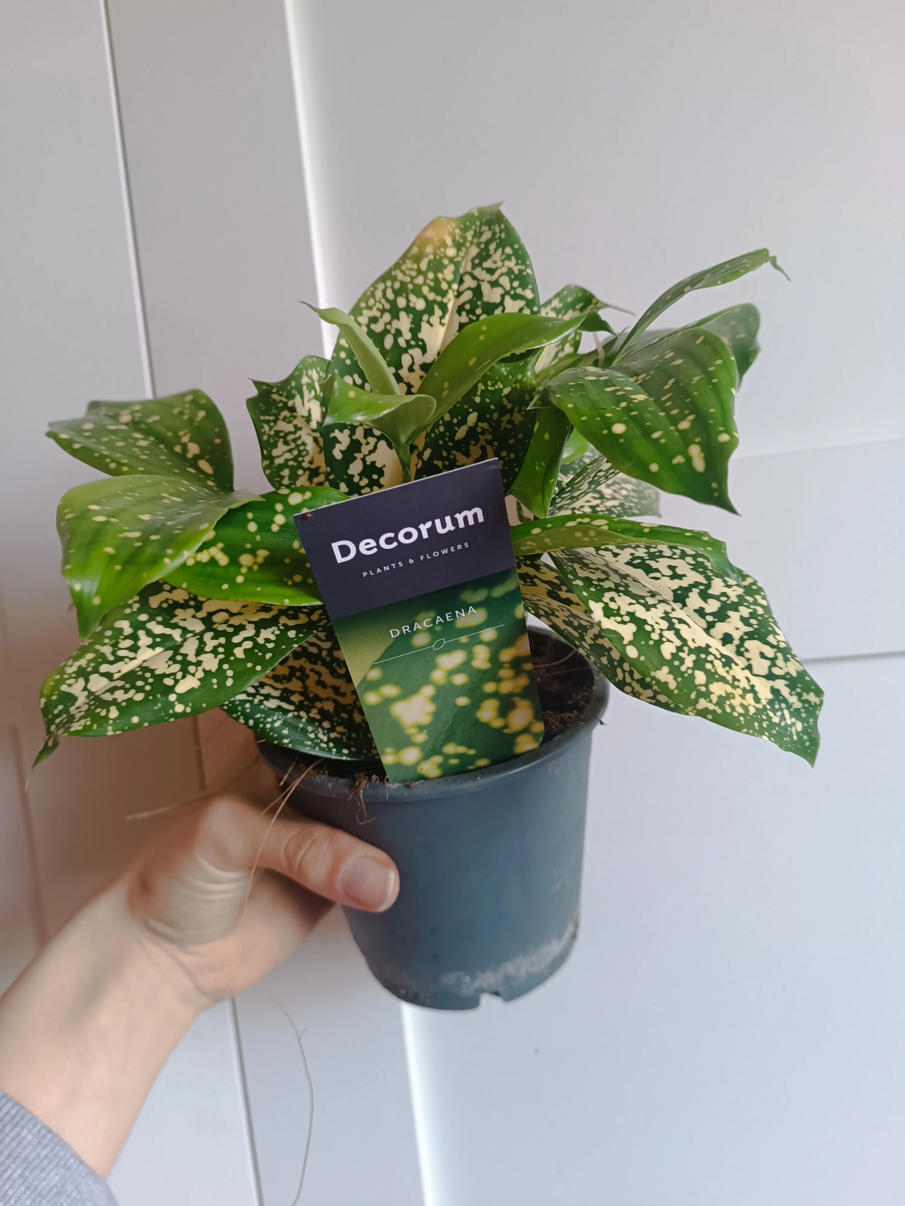 Dracena surculosa