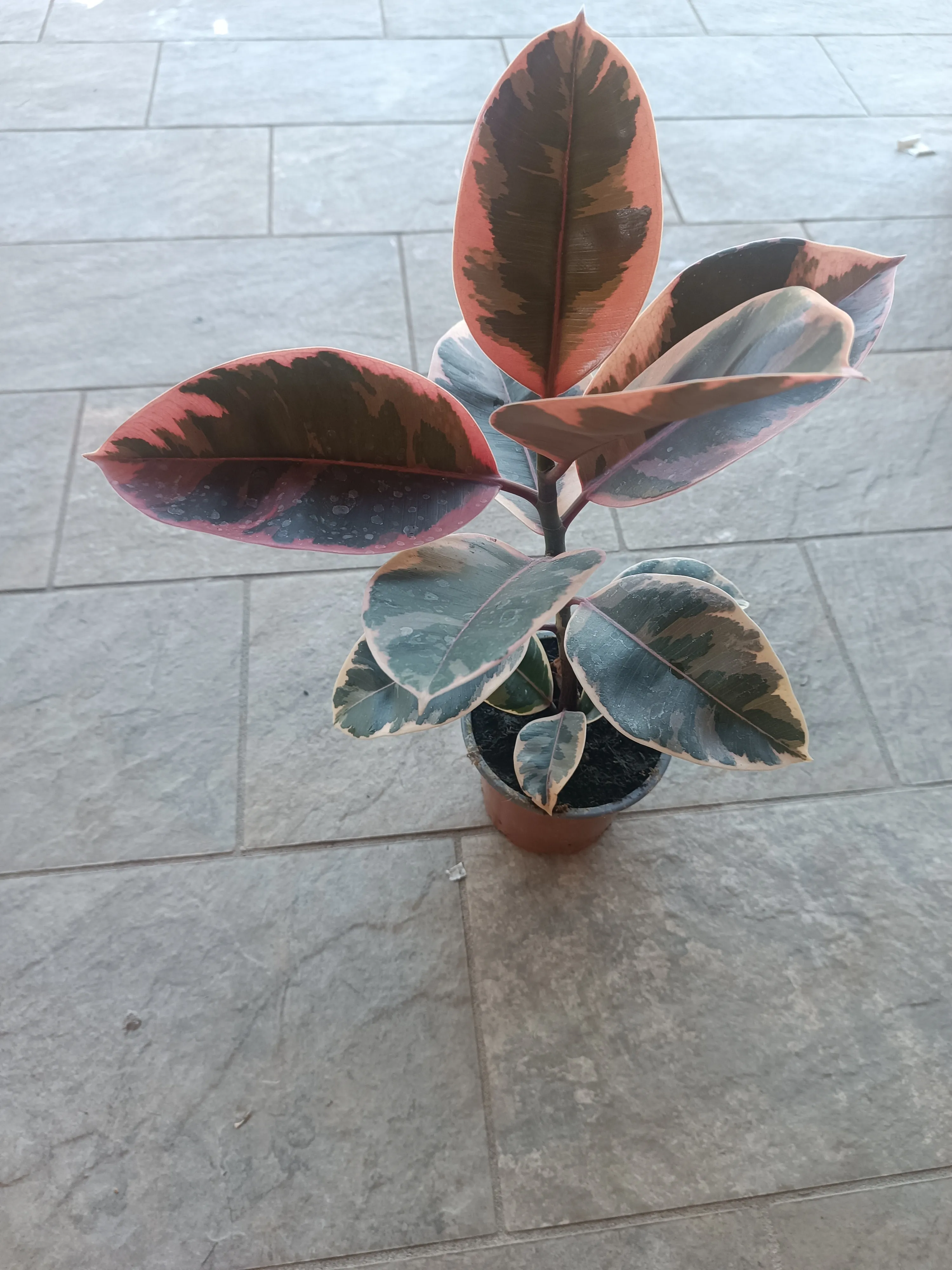 Ficus Belize