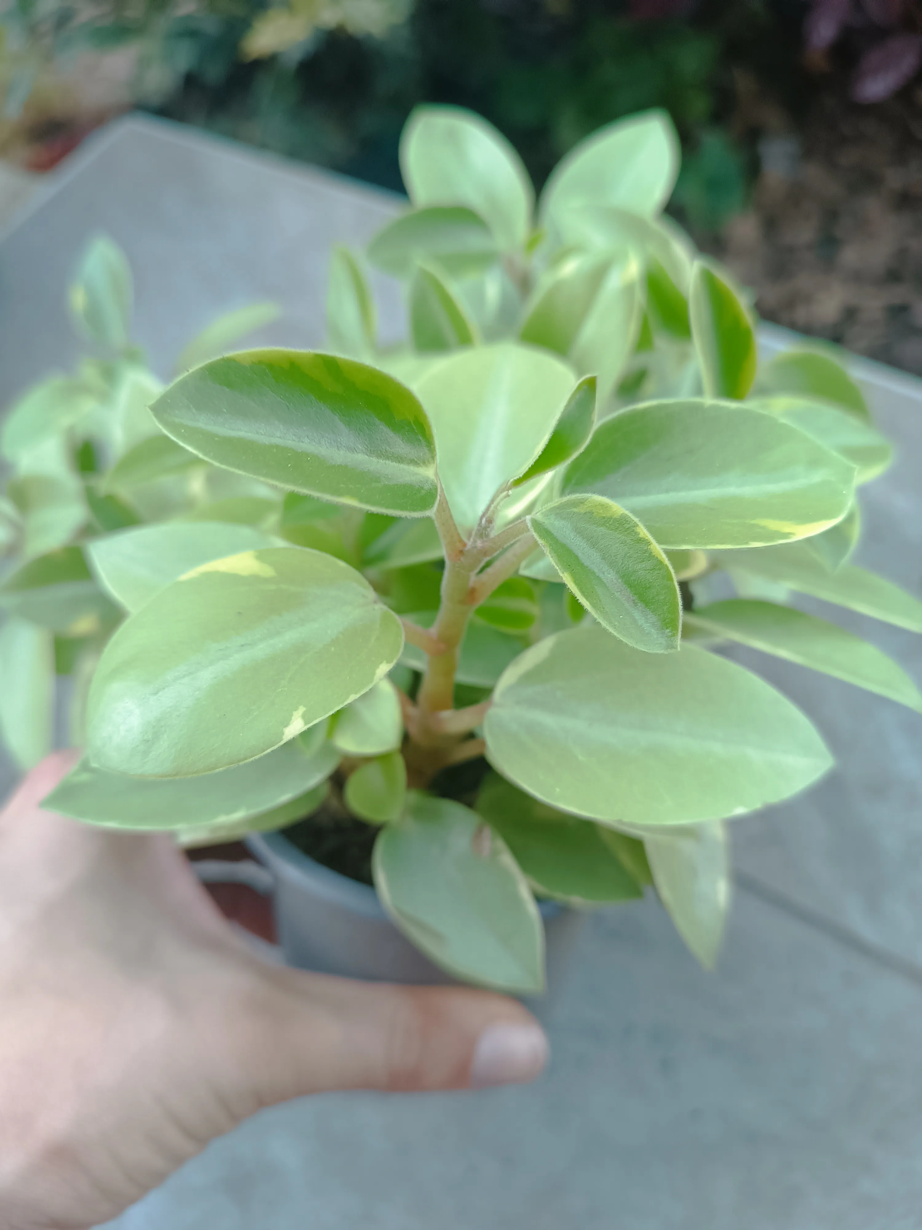 Peperomia obtusifolia