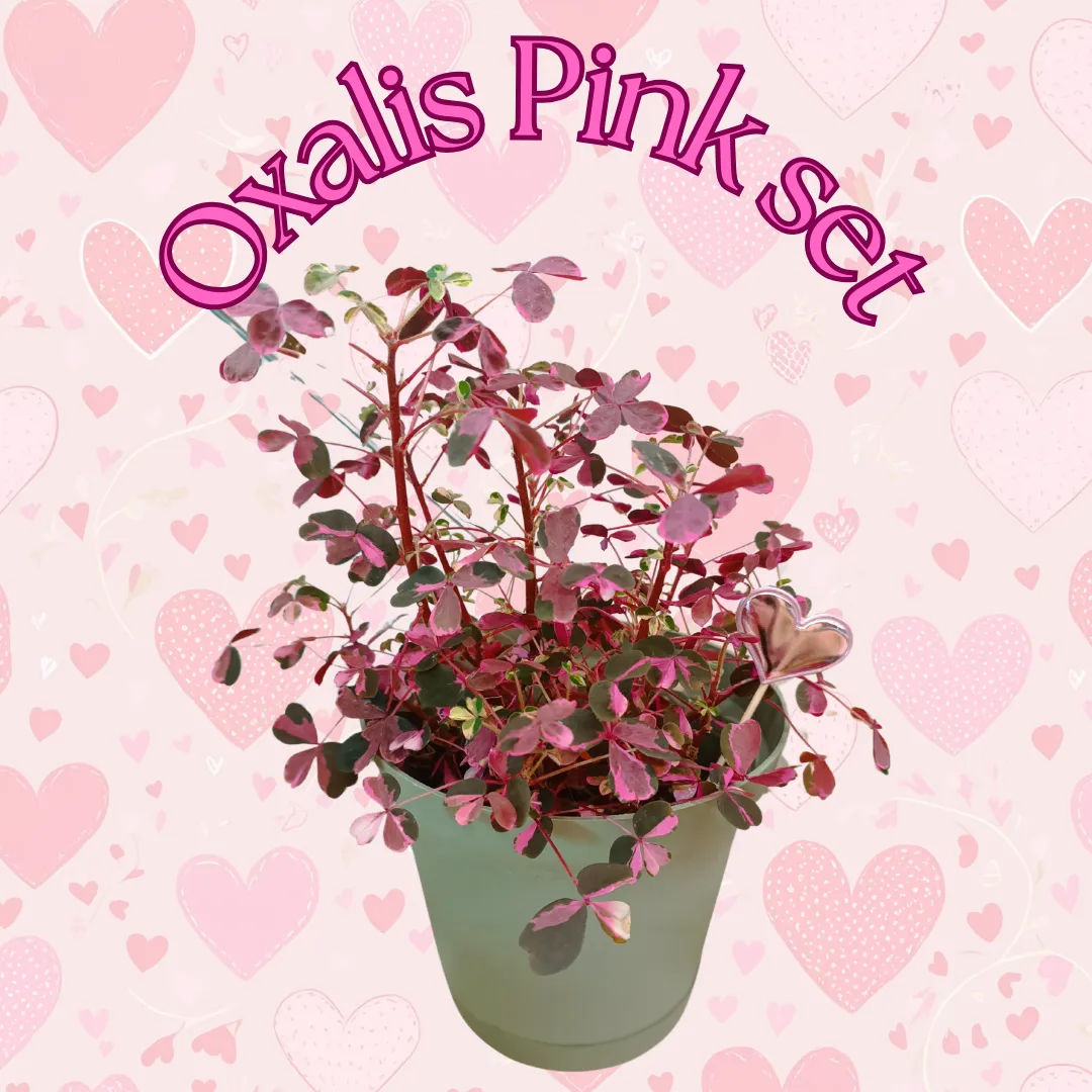 Oxalis Vulcanicola Pink set
