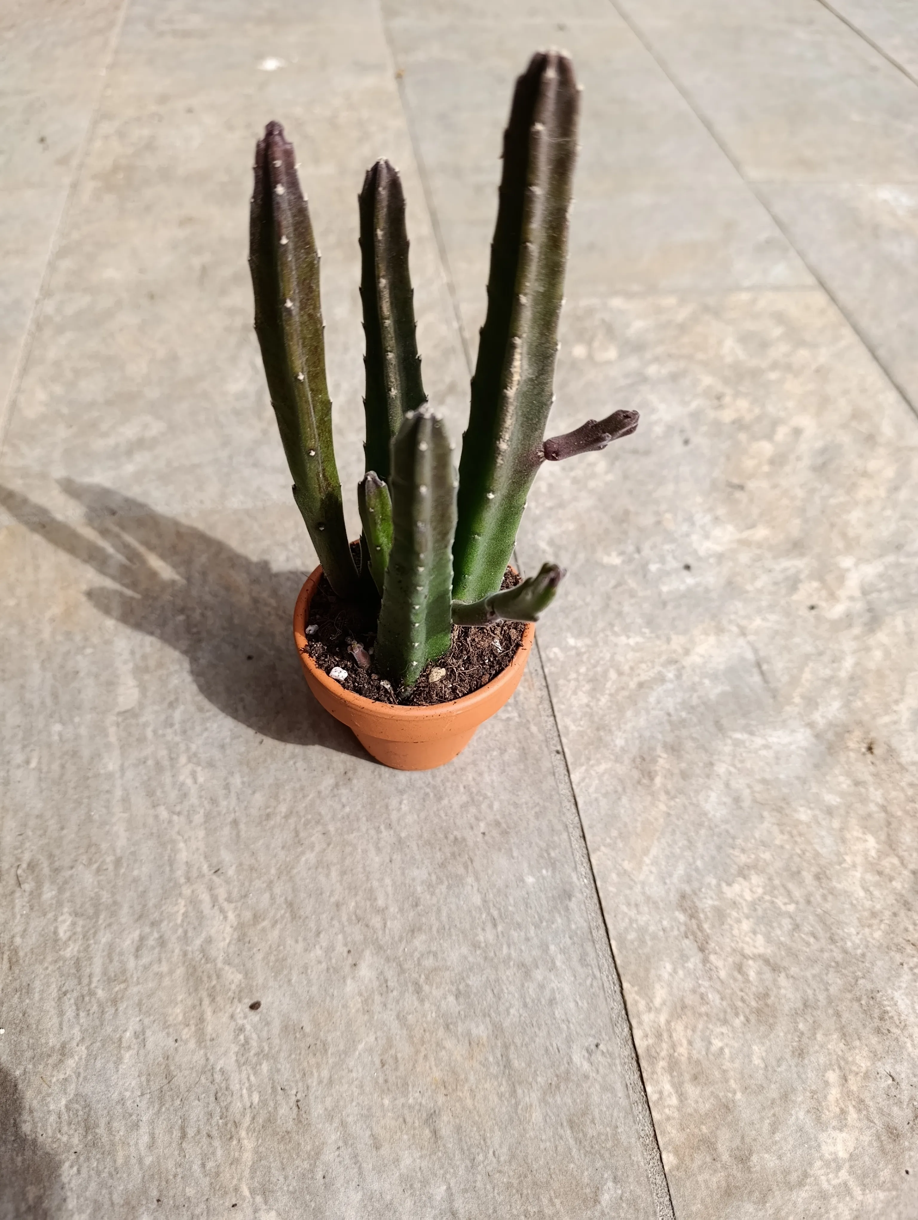 Stapelia leendertziae