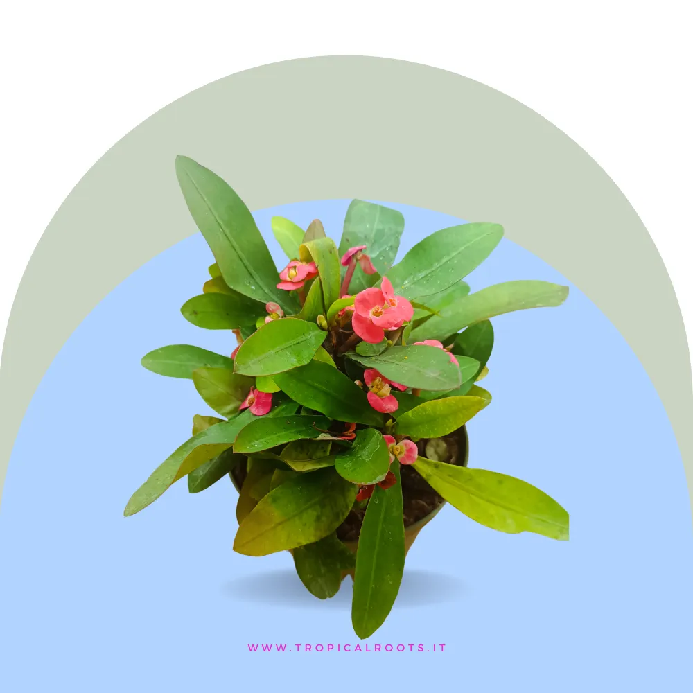 Euphorbia milii (Corona di Cristo)