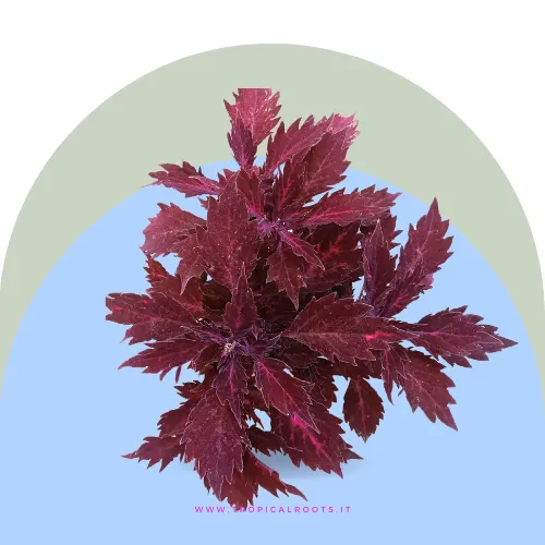 Coleus Wine Red velvet