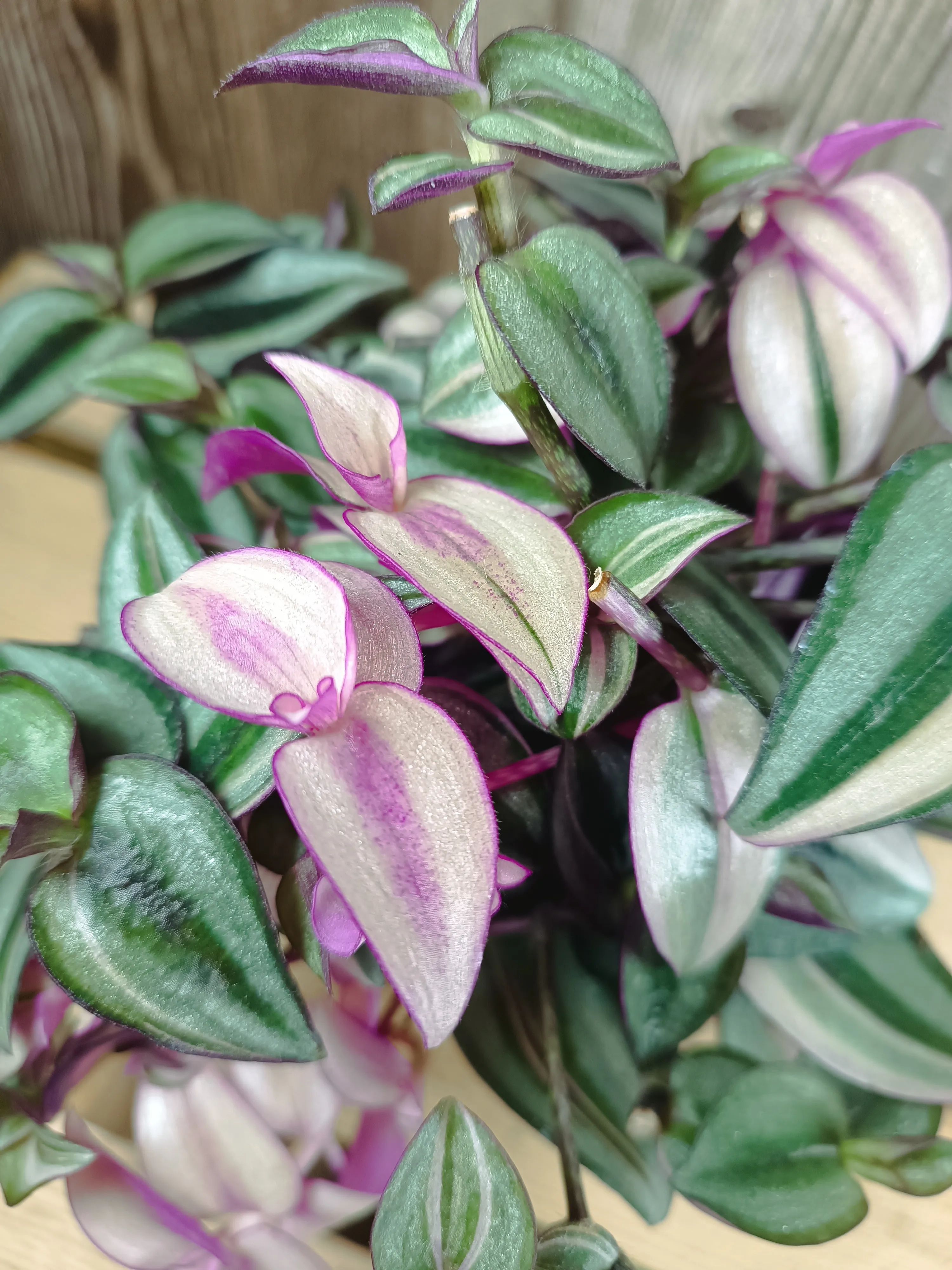 Tradescantia zebrina quadricolor